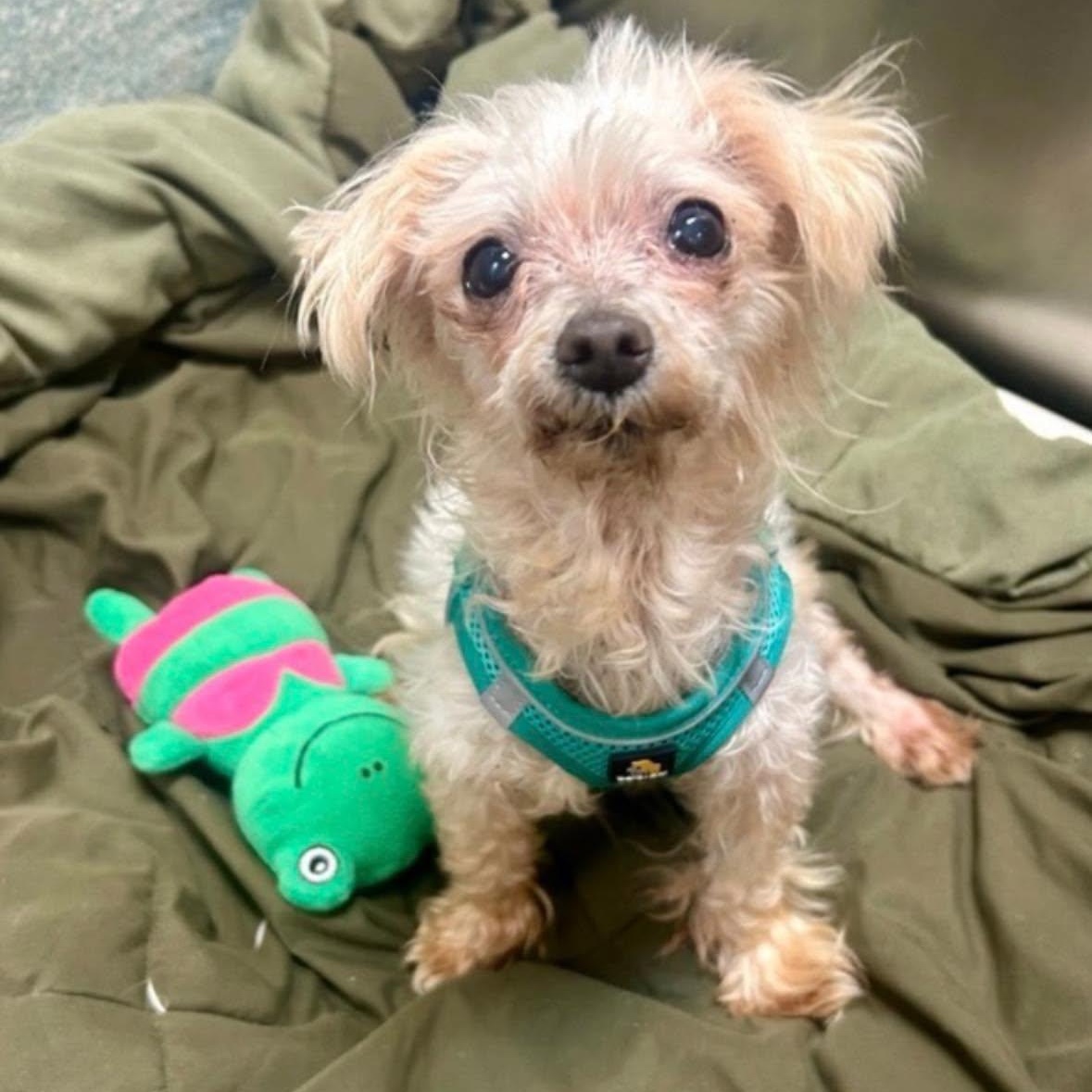 Coconut, a Adoptable mixed breed in Rockville, MD image 2/4