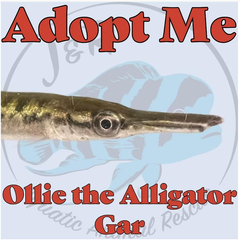 Enlarge Ollie the Alligator Gar, an adopted Freshwater Fish in Neenah, WI image 1/2