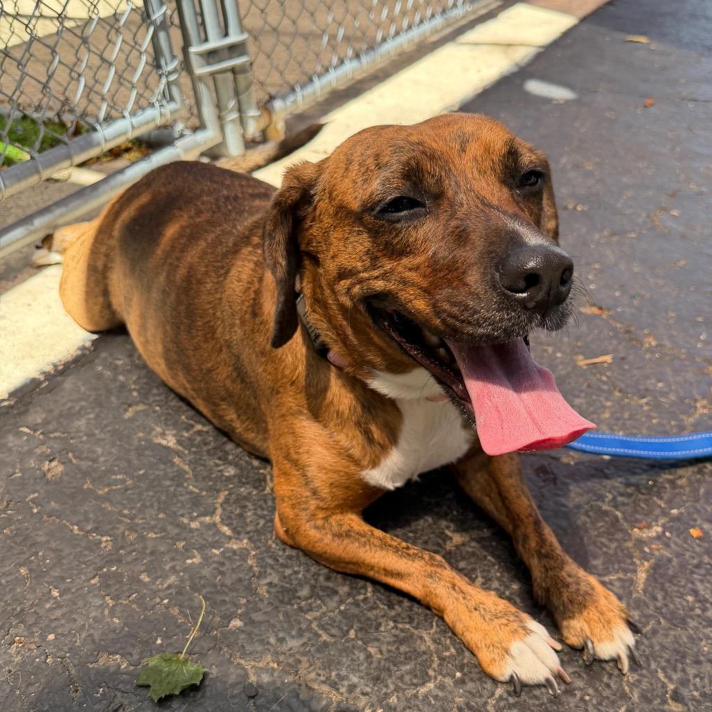 Sofia, a Adoptable mixed breed in Middleburg Heights , OH image 1/6