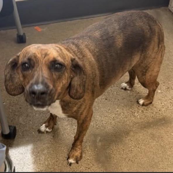 Sofia, a Adoptable mixed breed in Middleburg Heights , OH image 2/6