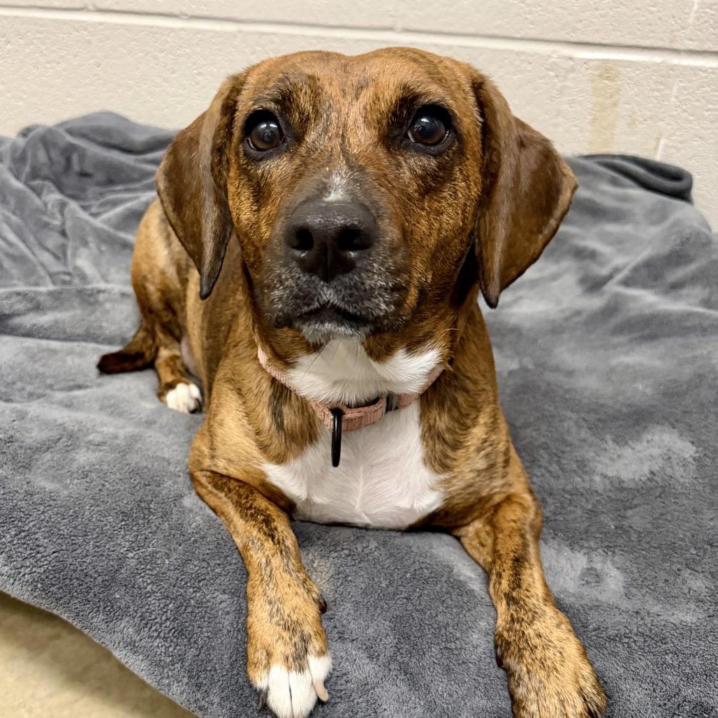 Sofia, a Adoptable mixed breed in Middleburg Heights , OH image 3/6
