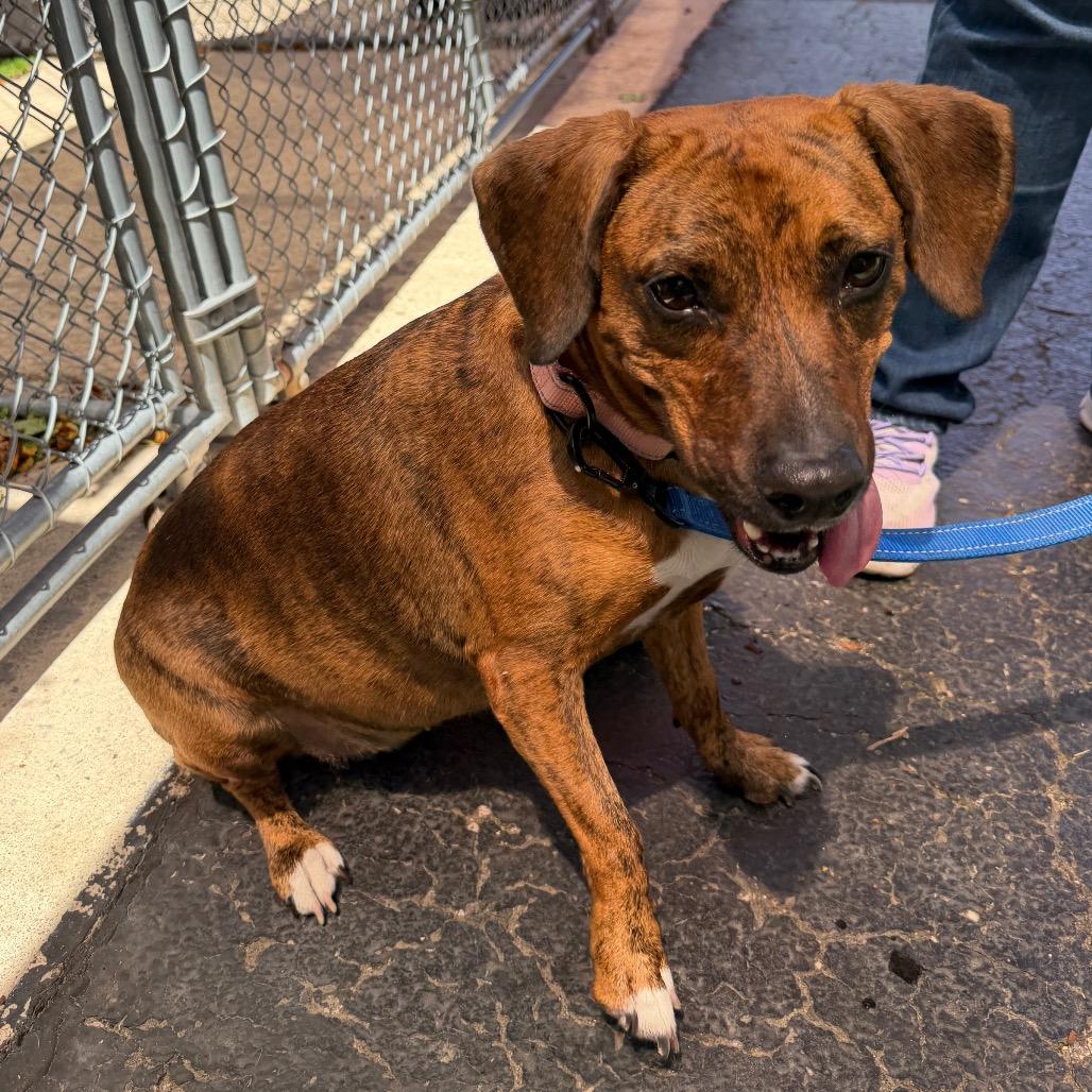 Sofia, a Adoptable mixed breed in Middleburg Heights , OH image 4/6