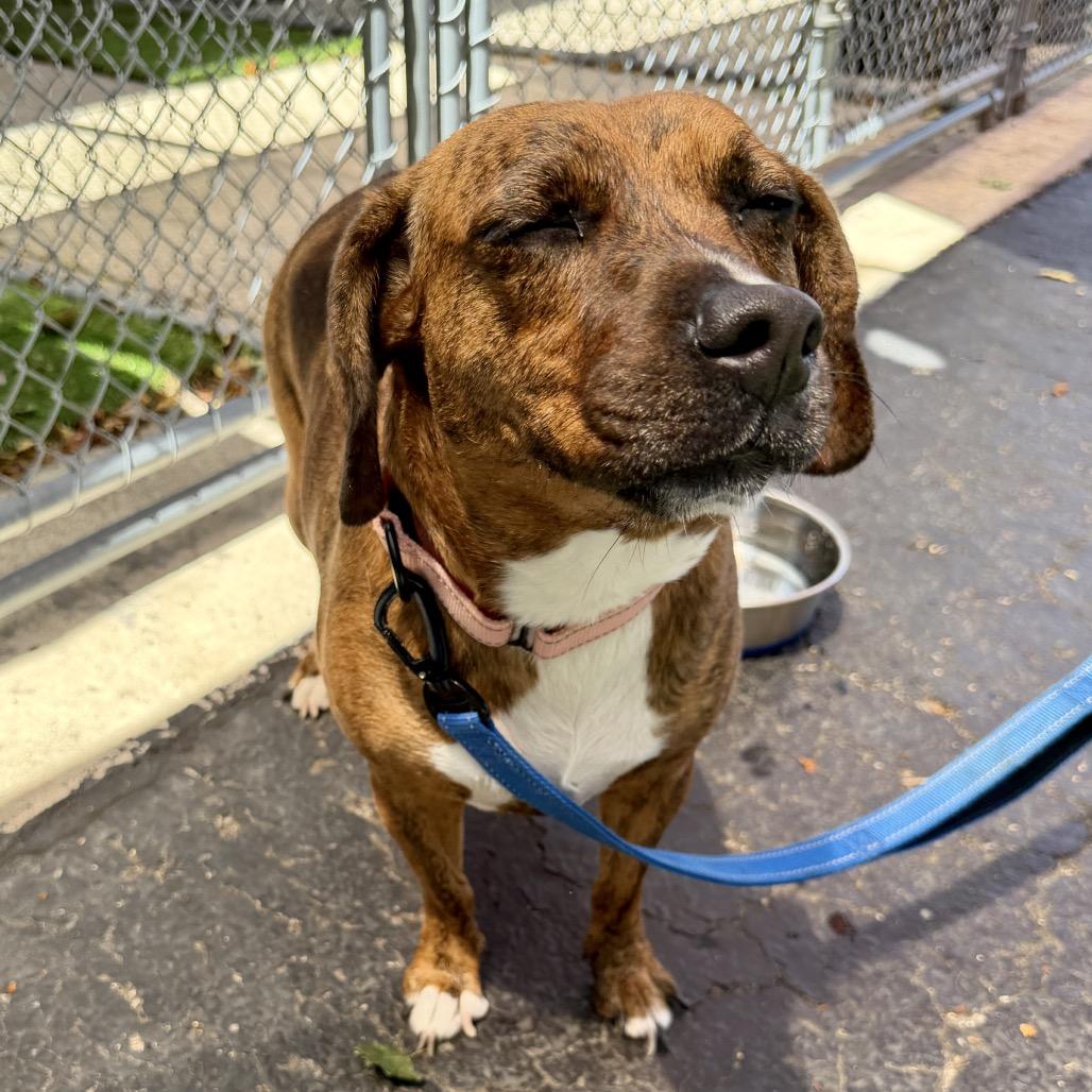 Sofia, a Adoptable mixed breed in Middleburg Heights , OH image 5/6