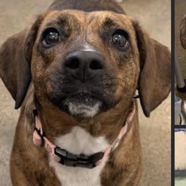 Sofia, a Adoptable mixed breed in Middleburg Heights , OH image 6/6