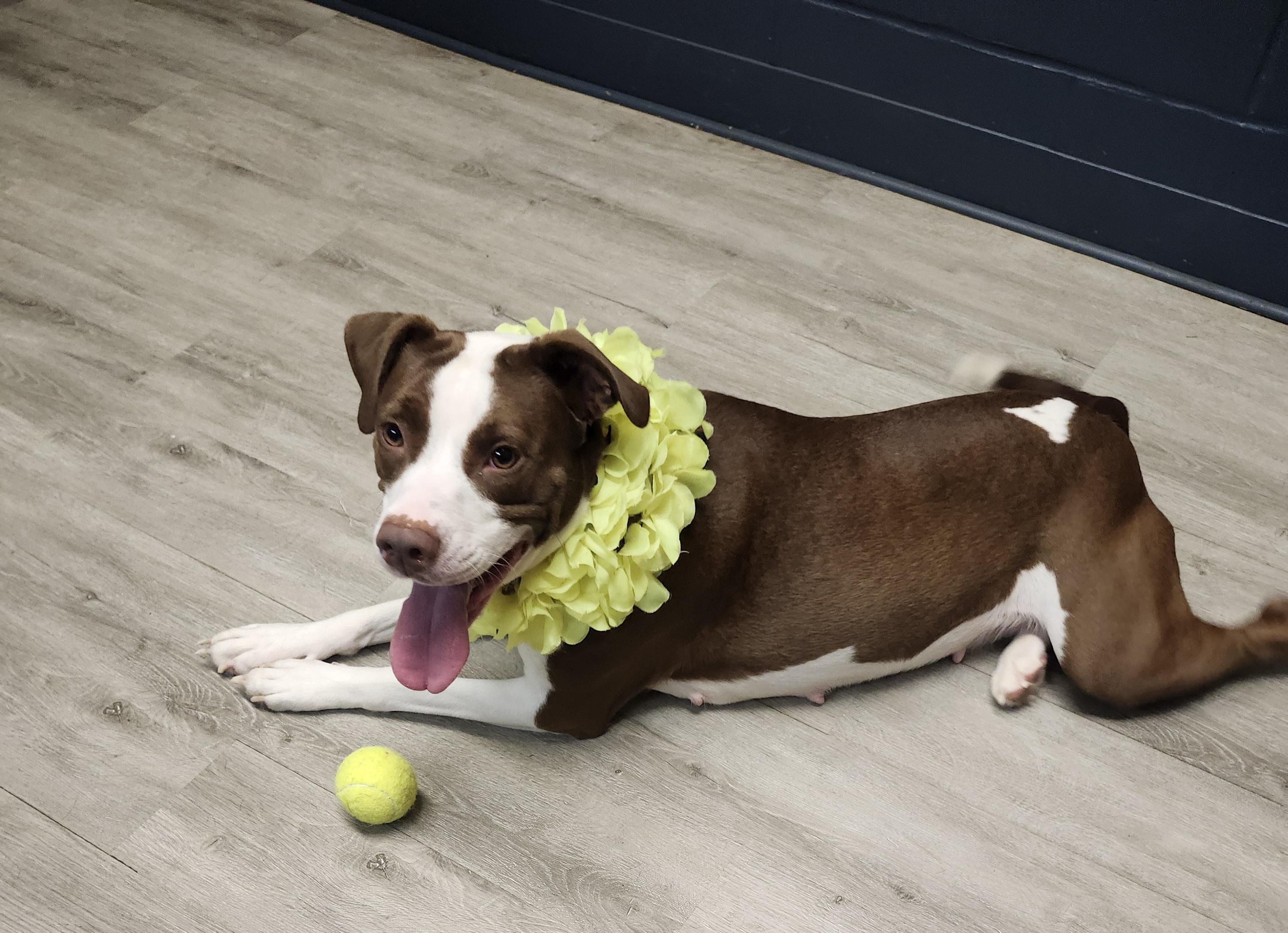 Enlarge Carley, a Adoptable mixed breed in Mansfield, OH image 1/4