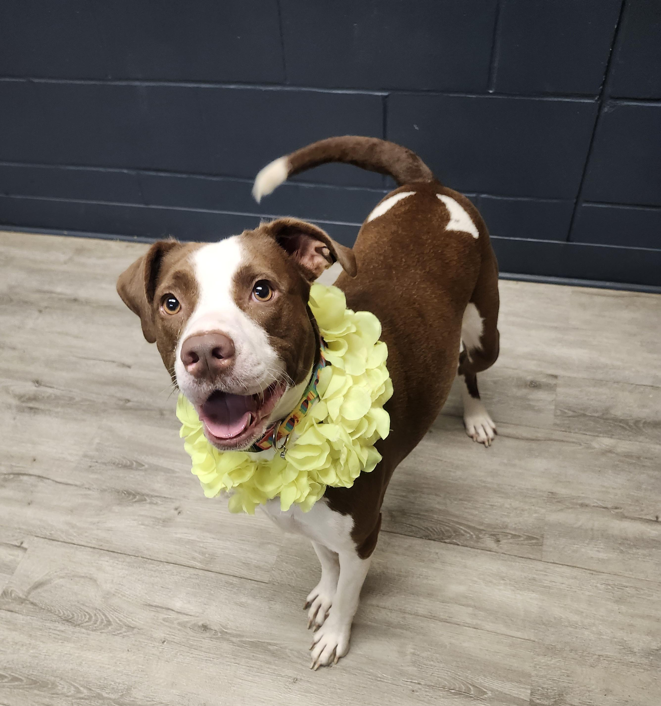 Enlarge Carley, a Adoptable mixed breed in Mansfield, OH image 2/4