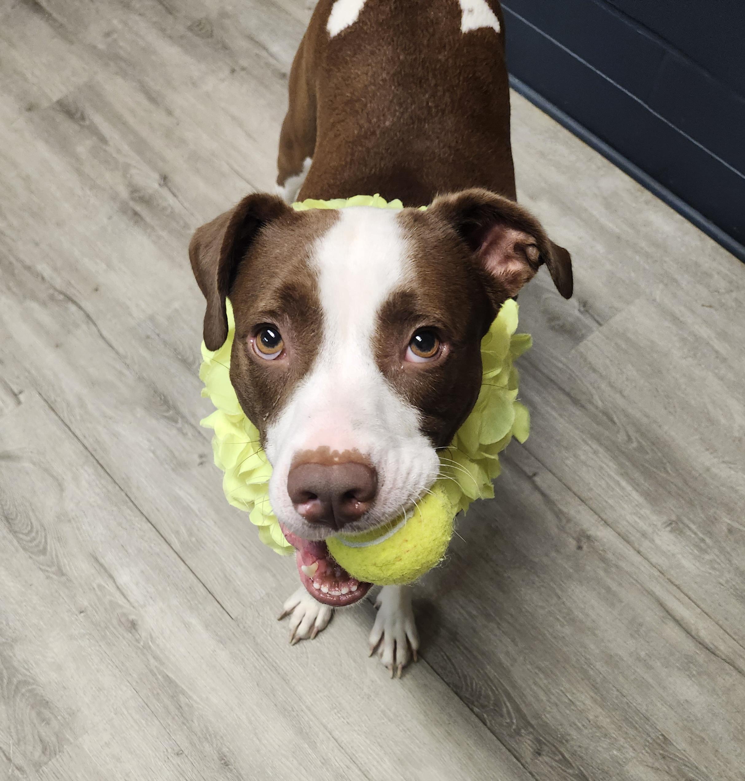 Enlarge Carley, a Adoptable mixed breed in Mansfield, OH image 3/4