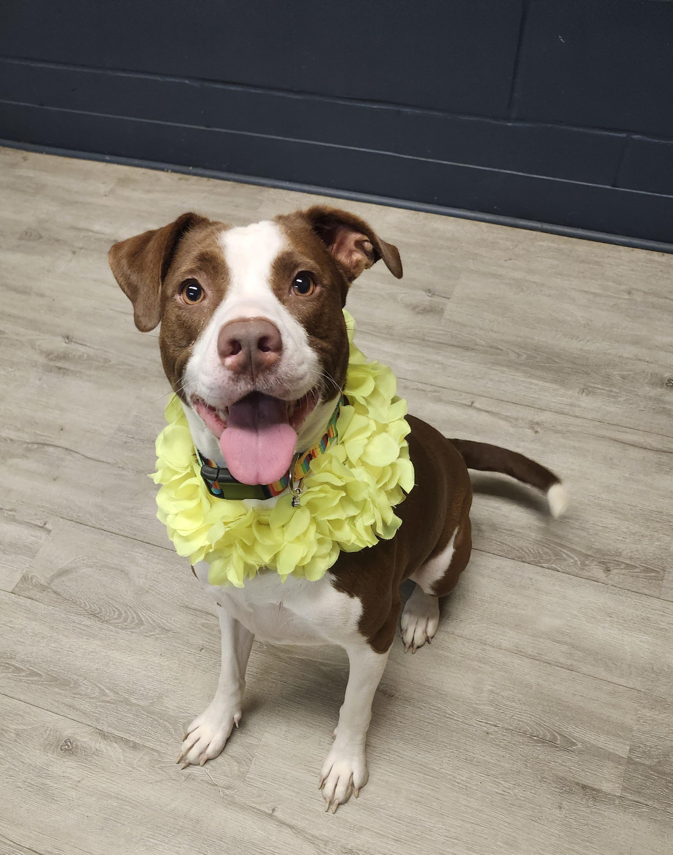 Enlarge Carley, a Adoptable mixed breed in Mansfield, OH image 4/4