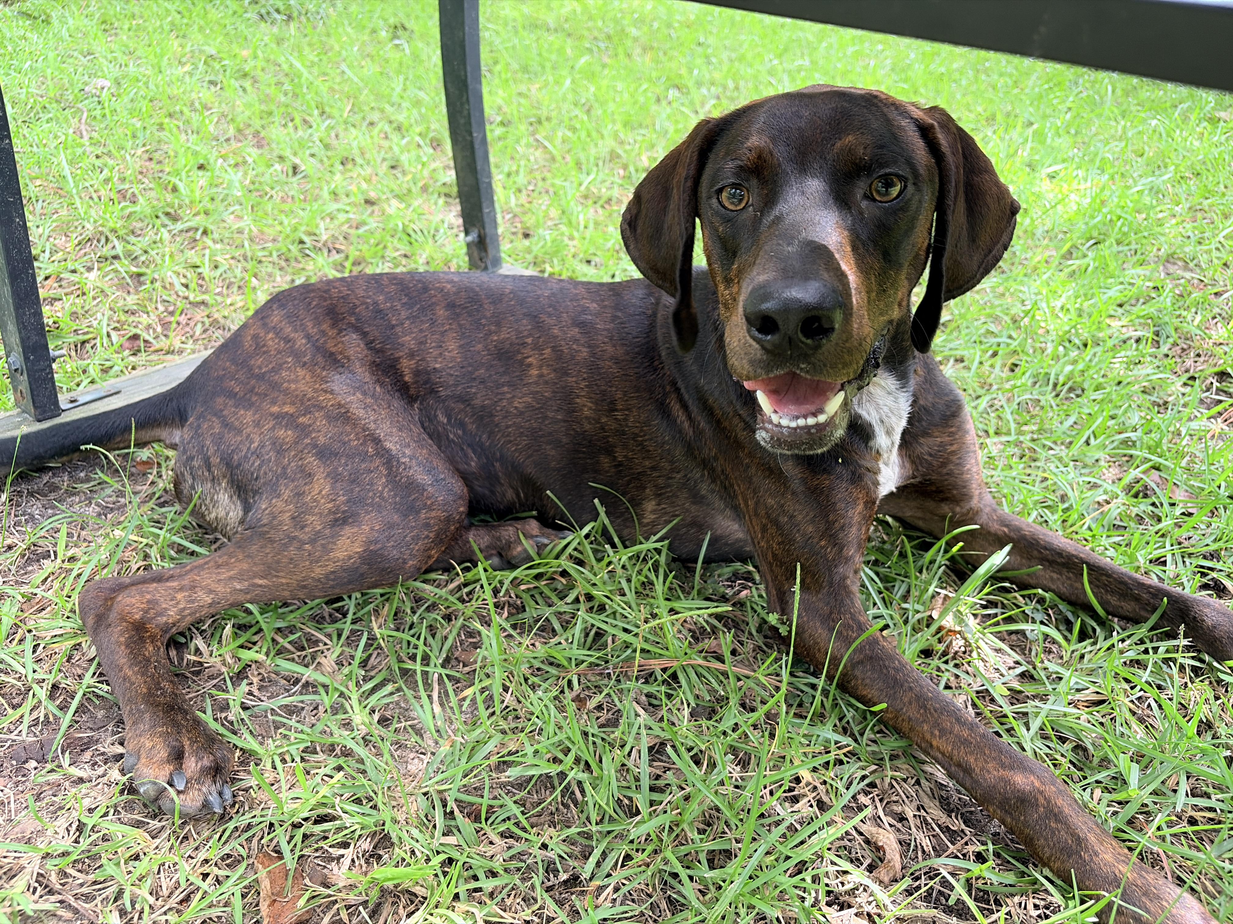 Deacon 'Deke', ADOPTABLE, Young Male Mixed Breed.