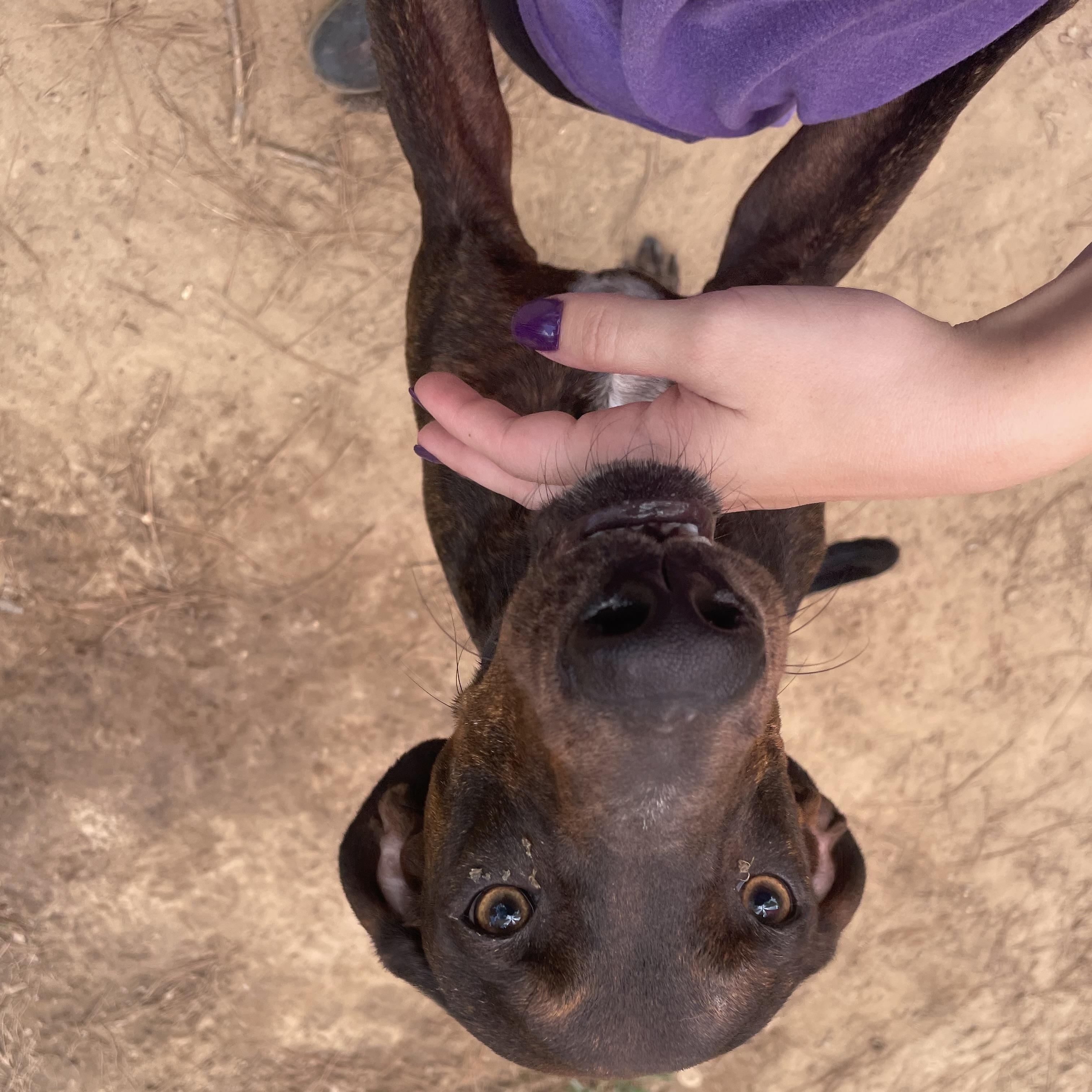 Enlarge Deacon 'Deke', a ADOPTABLE Mixed Breed in Ruston, LA image 2/3
