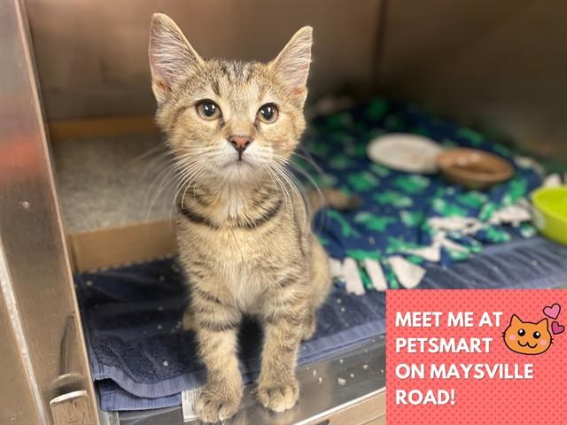 BROOKE, Adoptable, Kitten Female Domestic Short Hair.