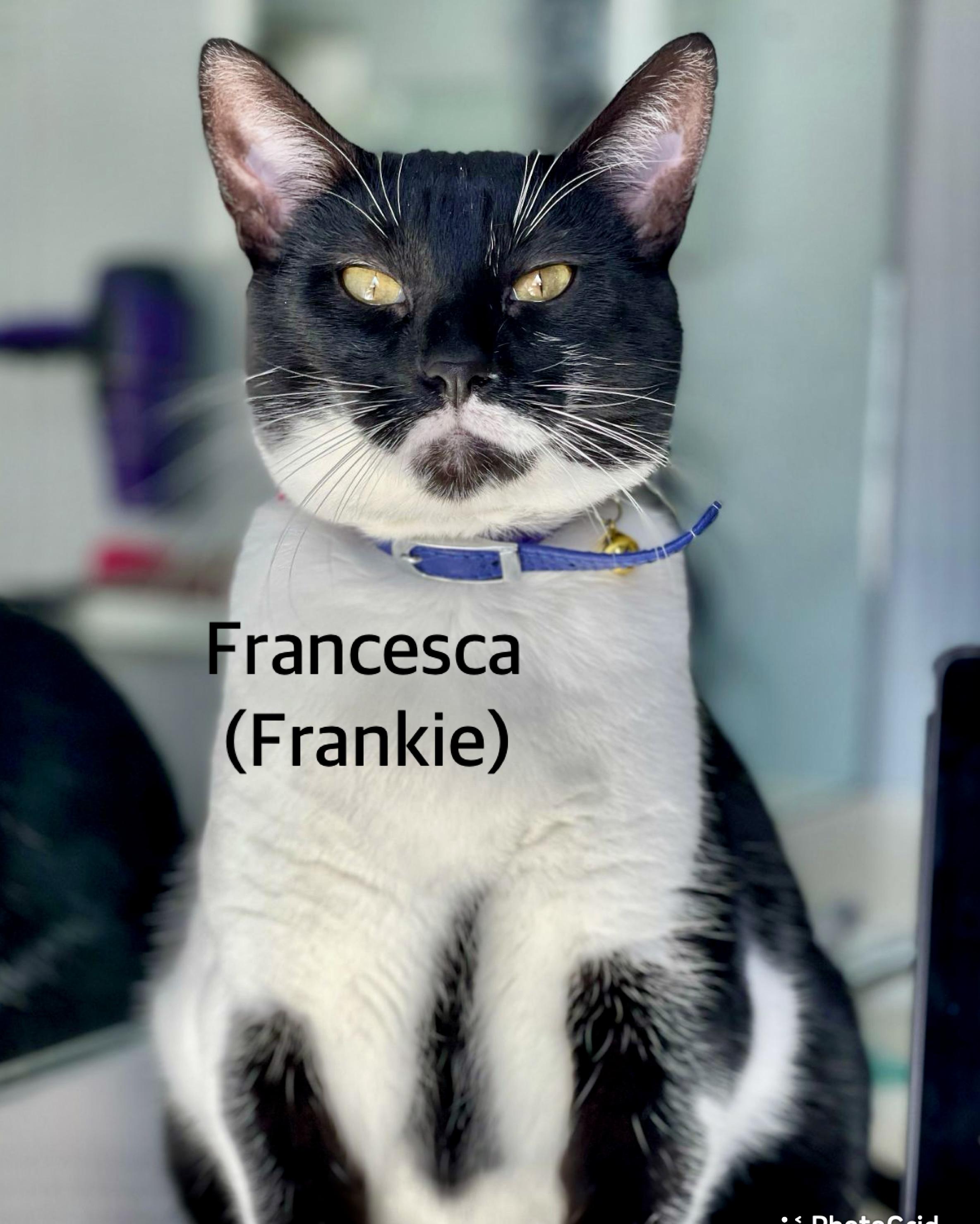 Francesca, adopted, Adult Female Domestic Short Hair.