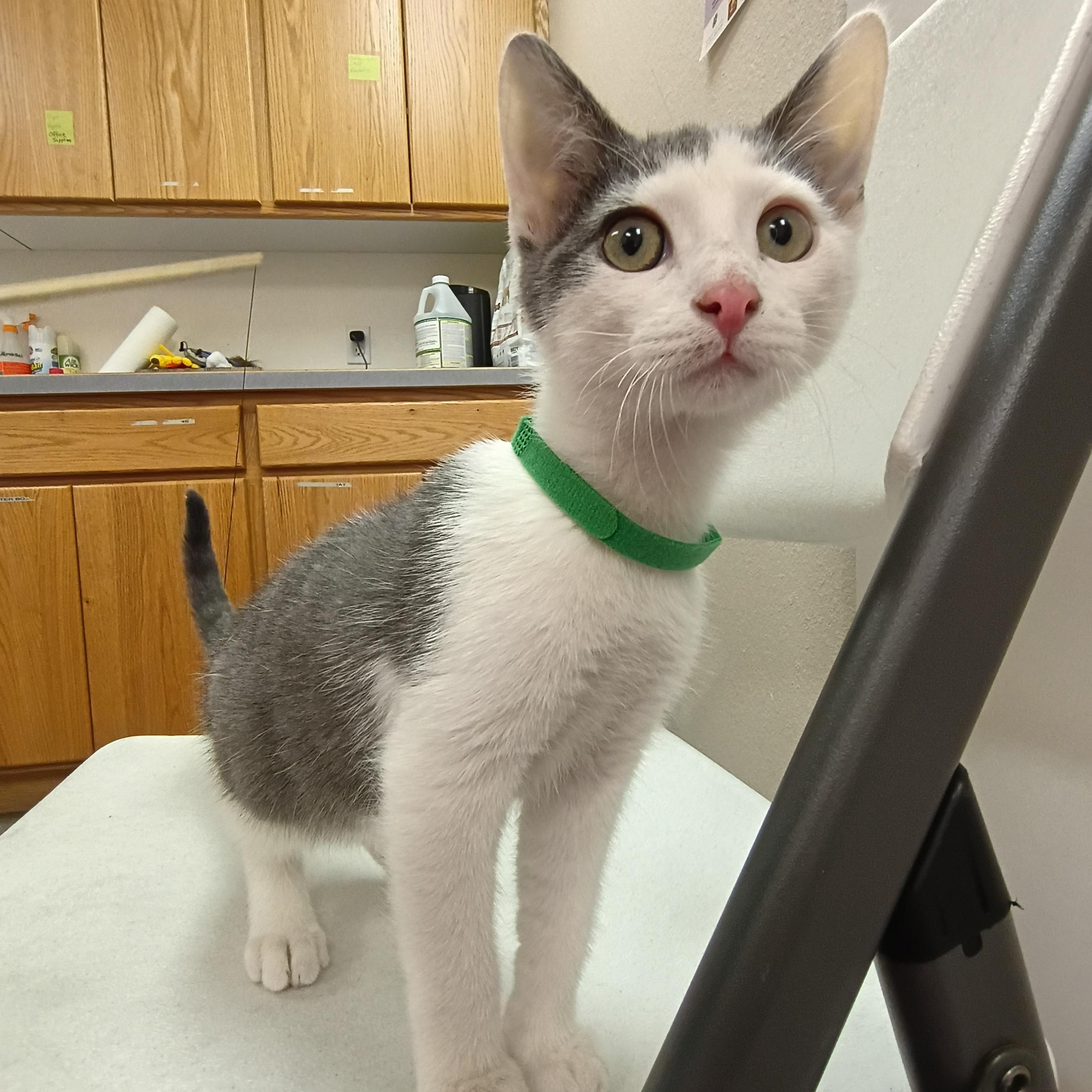 Koda, an adoptable Domestic Short Hair in Pocatello, ID, 83201 | Photo Image 1