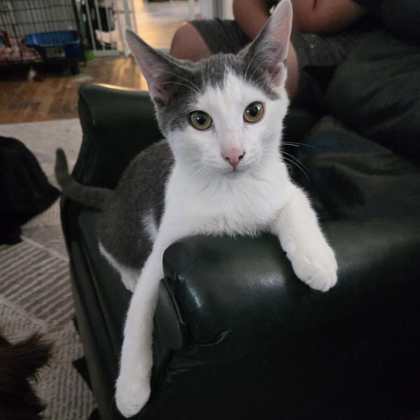 Koda, an adoptable Domestic Short Hair in Pocatello, ID, 83201 | Photo Image 3