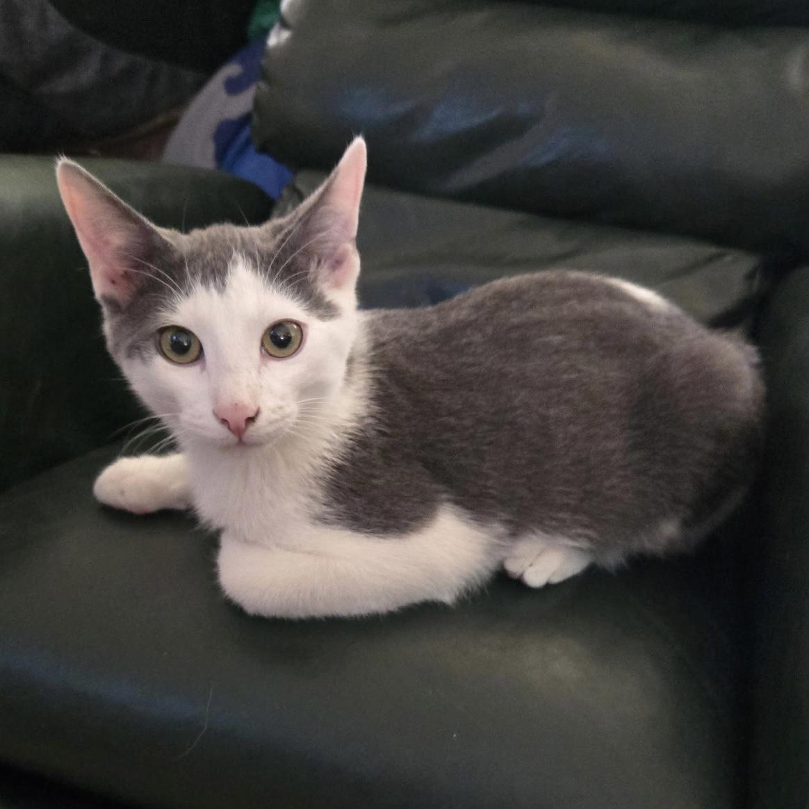 Koda, an adoptable Domestic Short Hair in Pocatello, ID, 83201 | Photo Image 5