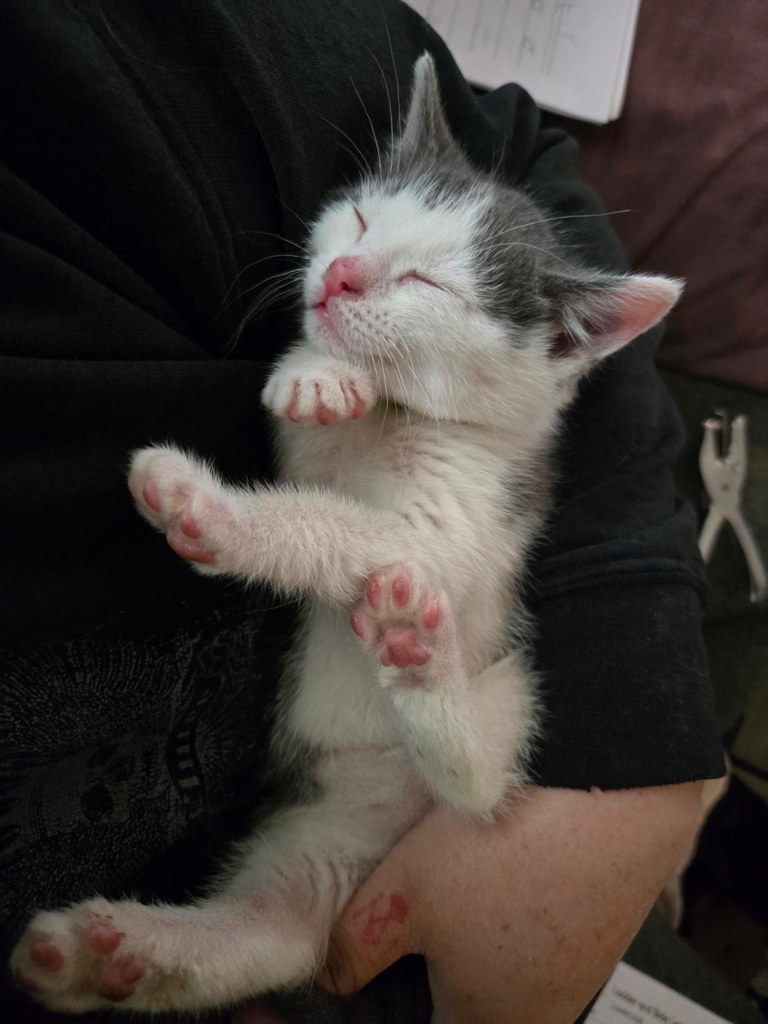 Koda, an adoptable Domestic Short Hair in Pocatello, ID, 83201 | Photo Image 4