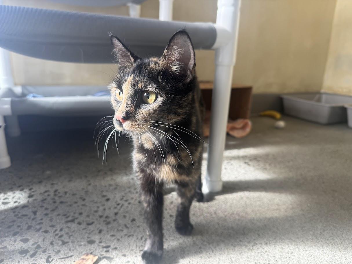 Enlarge Cressida, a Adopted Domestic Short Hair in Berkeley, CA image 2/6
