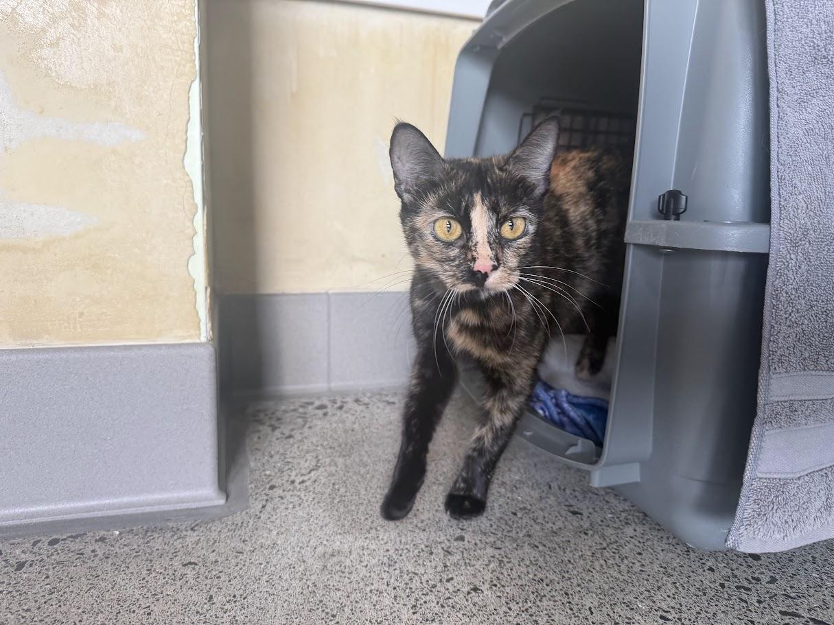 Enlarge Cressida, a Adopted Domestic Short Hair in Berkeley, CA image 5/6