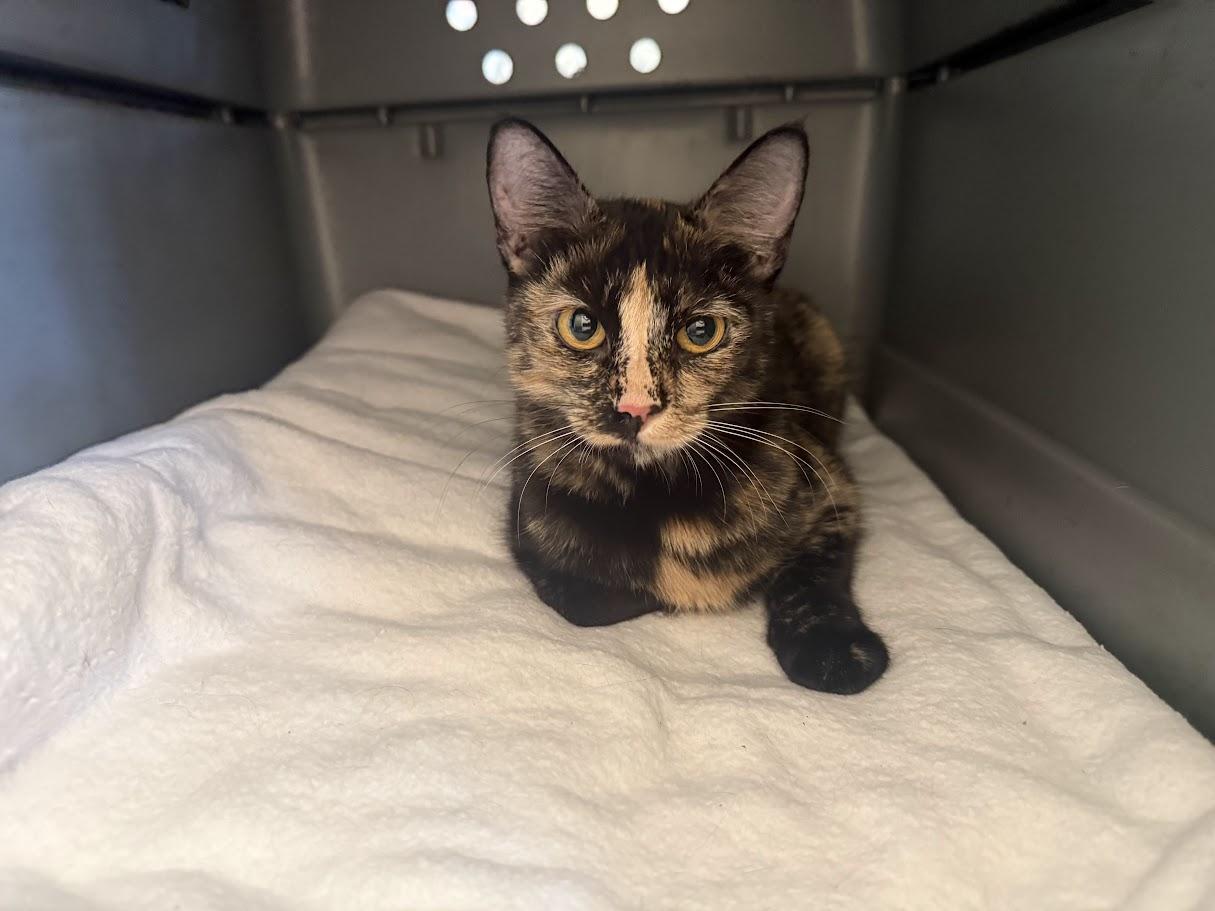 Enlarge Cressida, a Adopted Domestic Short Hair in Berkeley, CA image 4/6