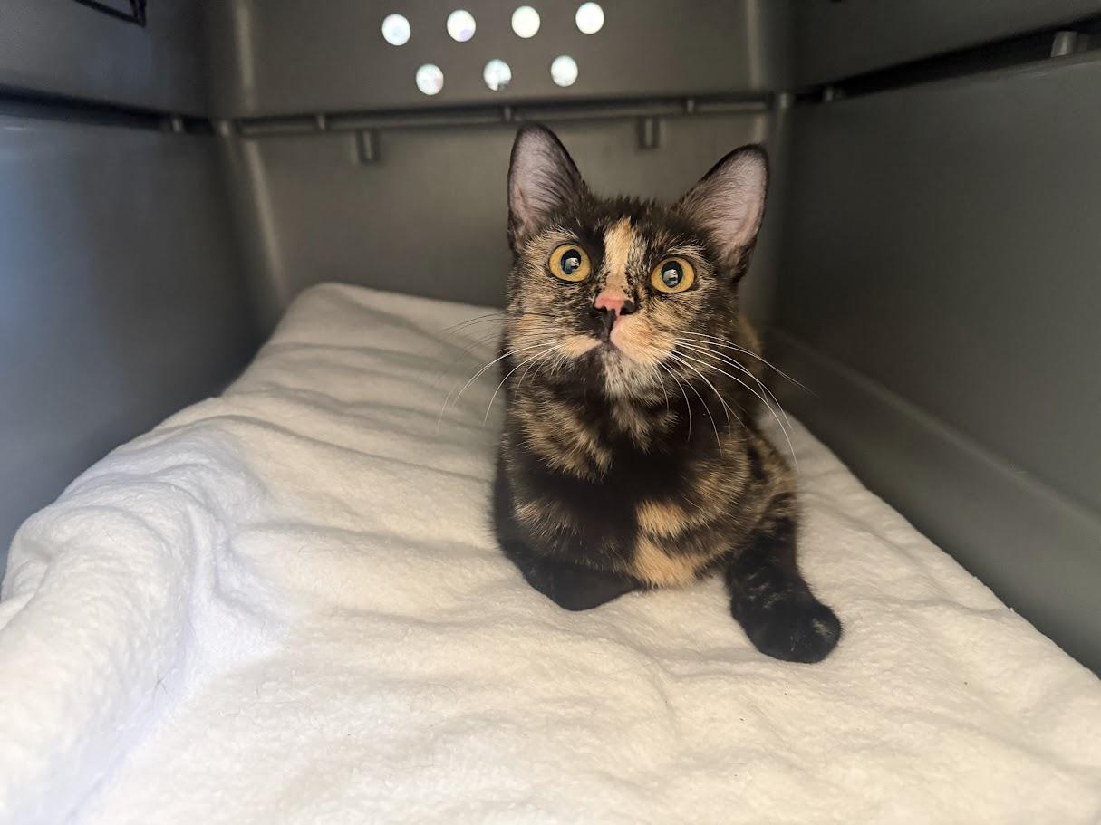 Enlarge Cressida, a Adopted Domestic Short Hair in Berkeley, CA image 1/6