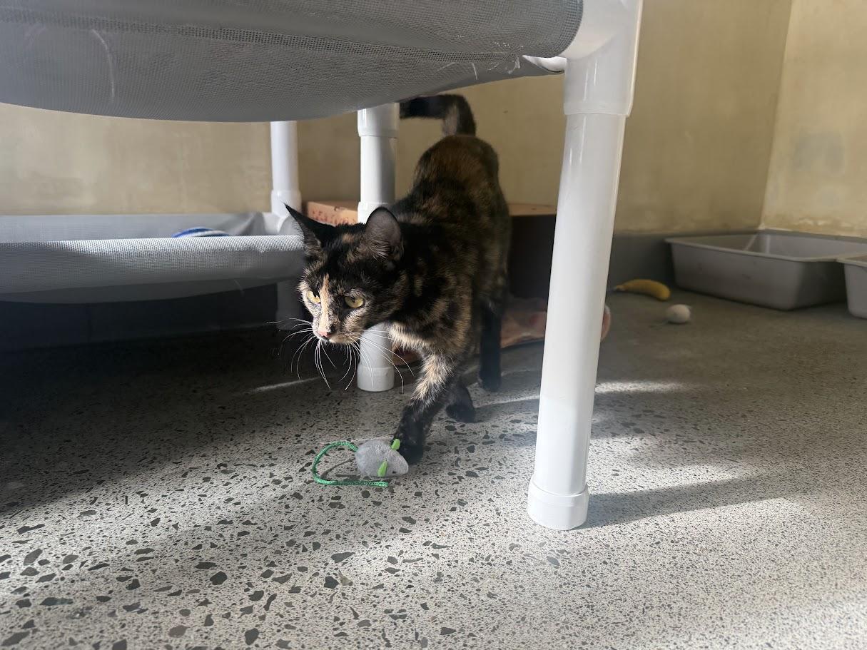 Enlarge Cressida, a Adopted Domestic Short Hair in Berkeley, CA image 6/6