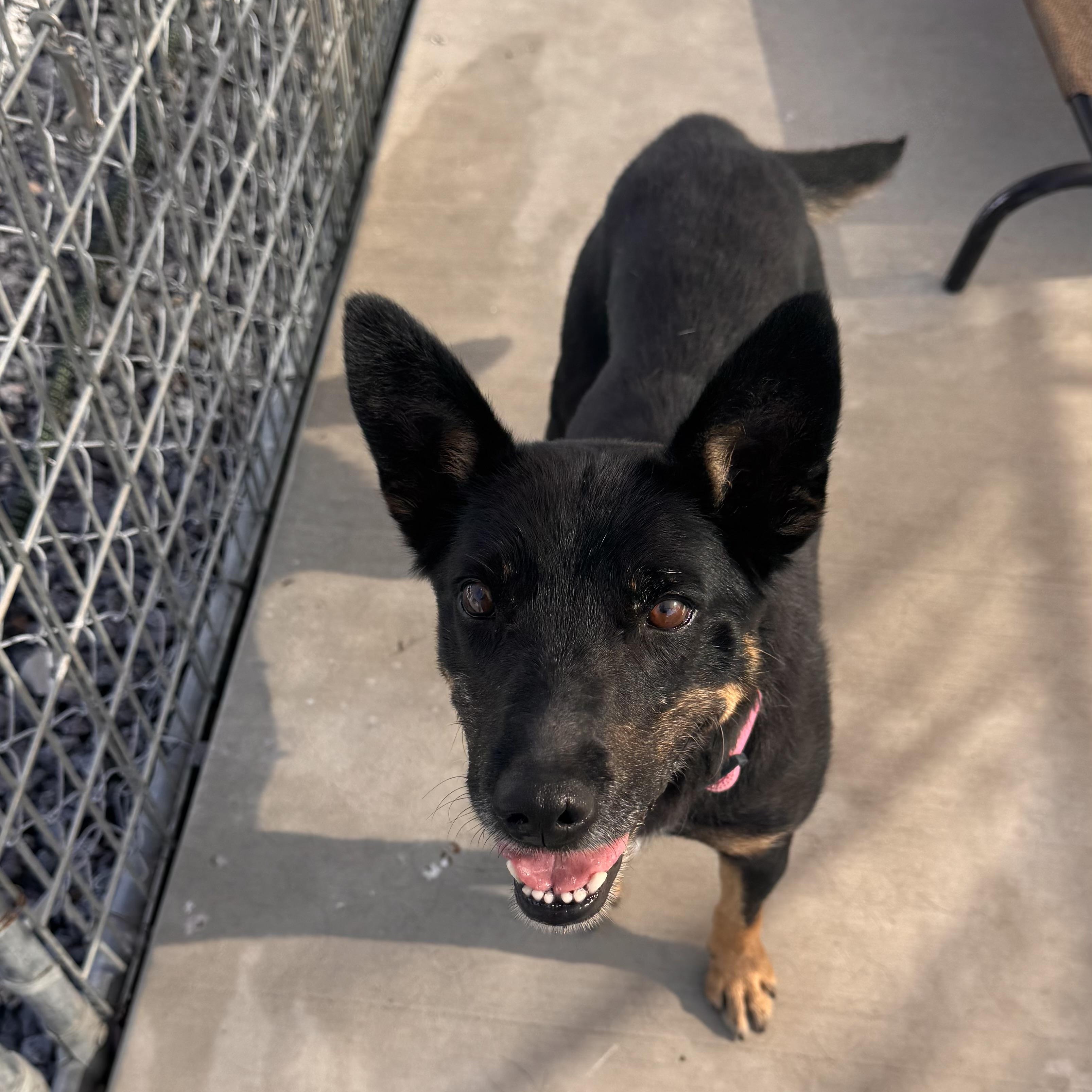 Enlarge Trudy, a Adoptable mixed breed in Prineville, OR image 2/4