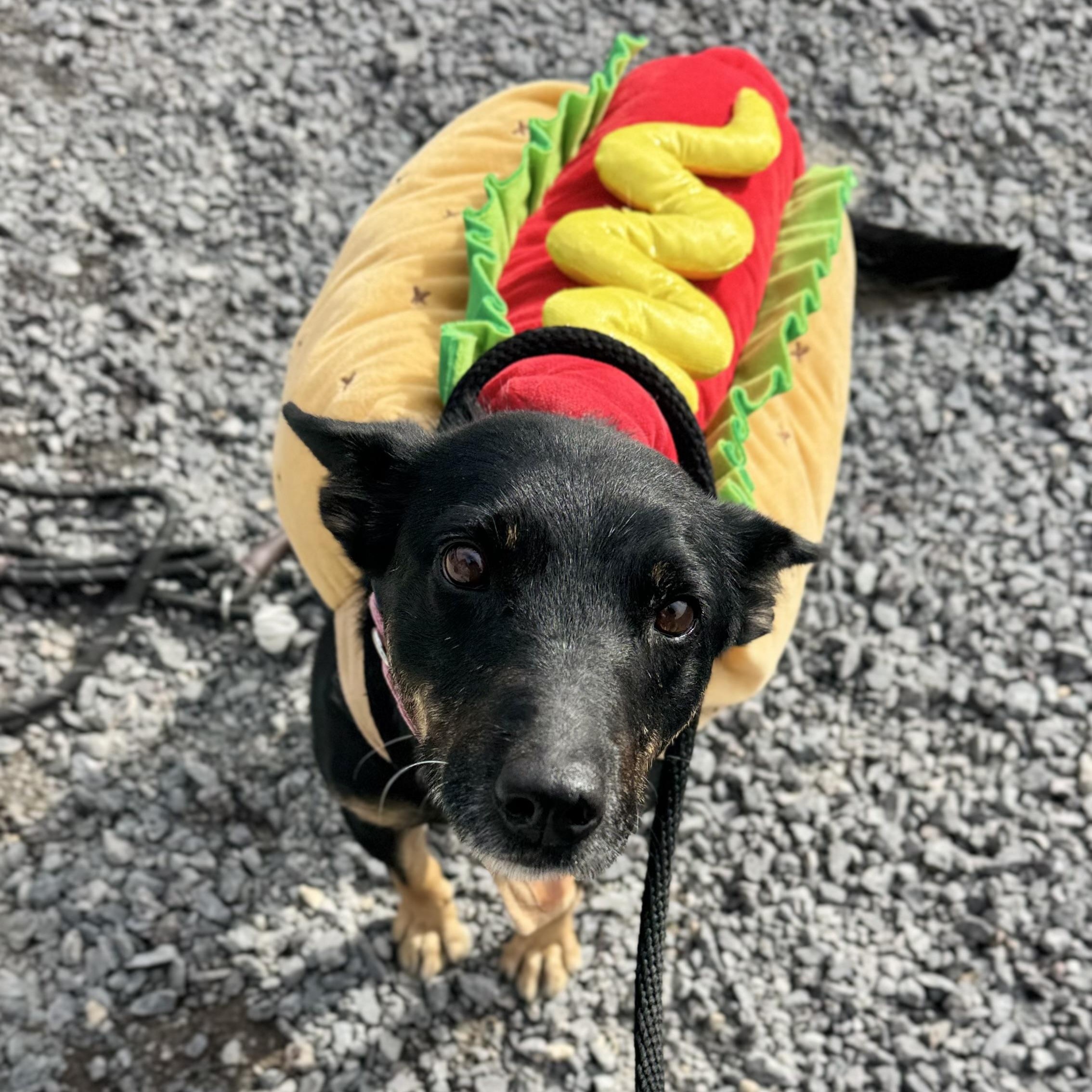 Trudy, Adoptable, Senior Female Australian Kelpie.