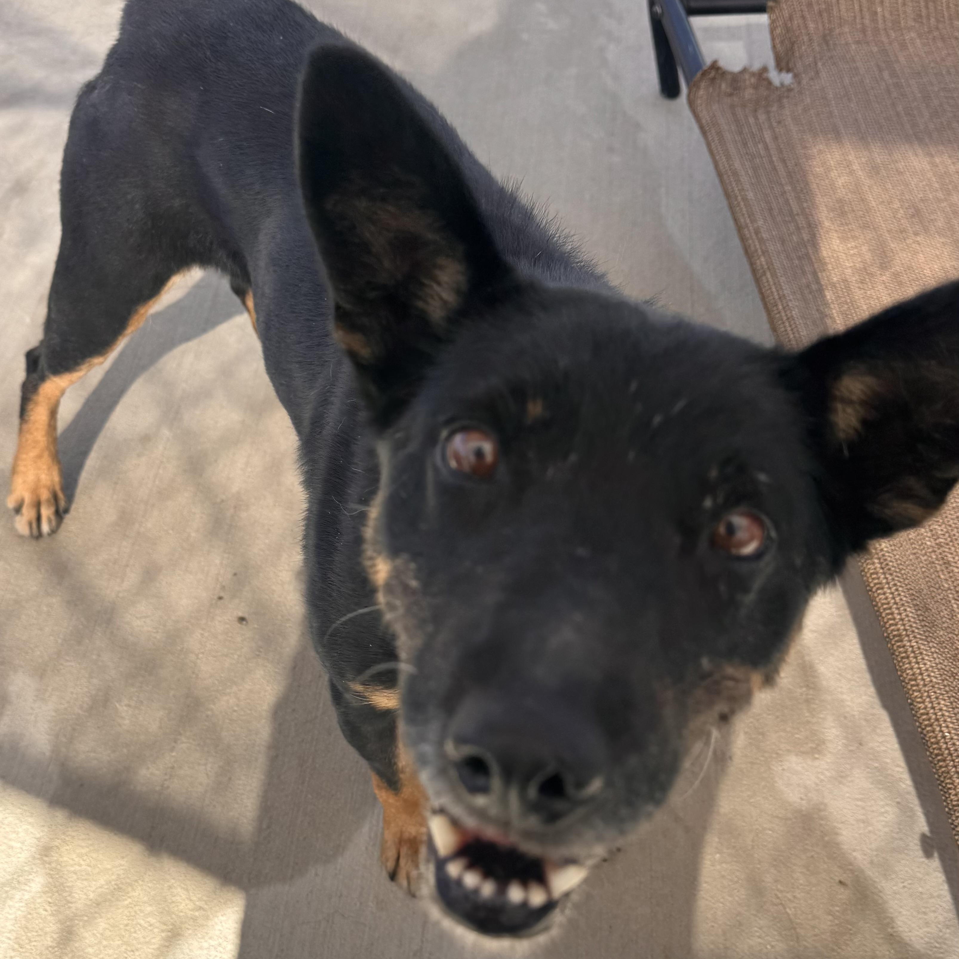Enlarge Trudy, a Adoptable mixed breed in Prineville, OR image 4/4