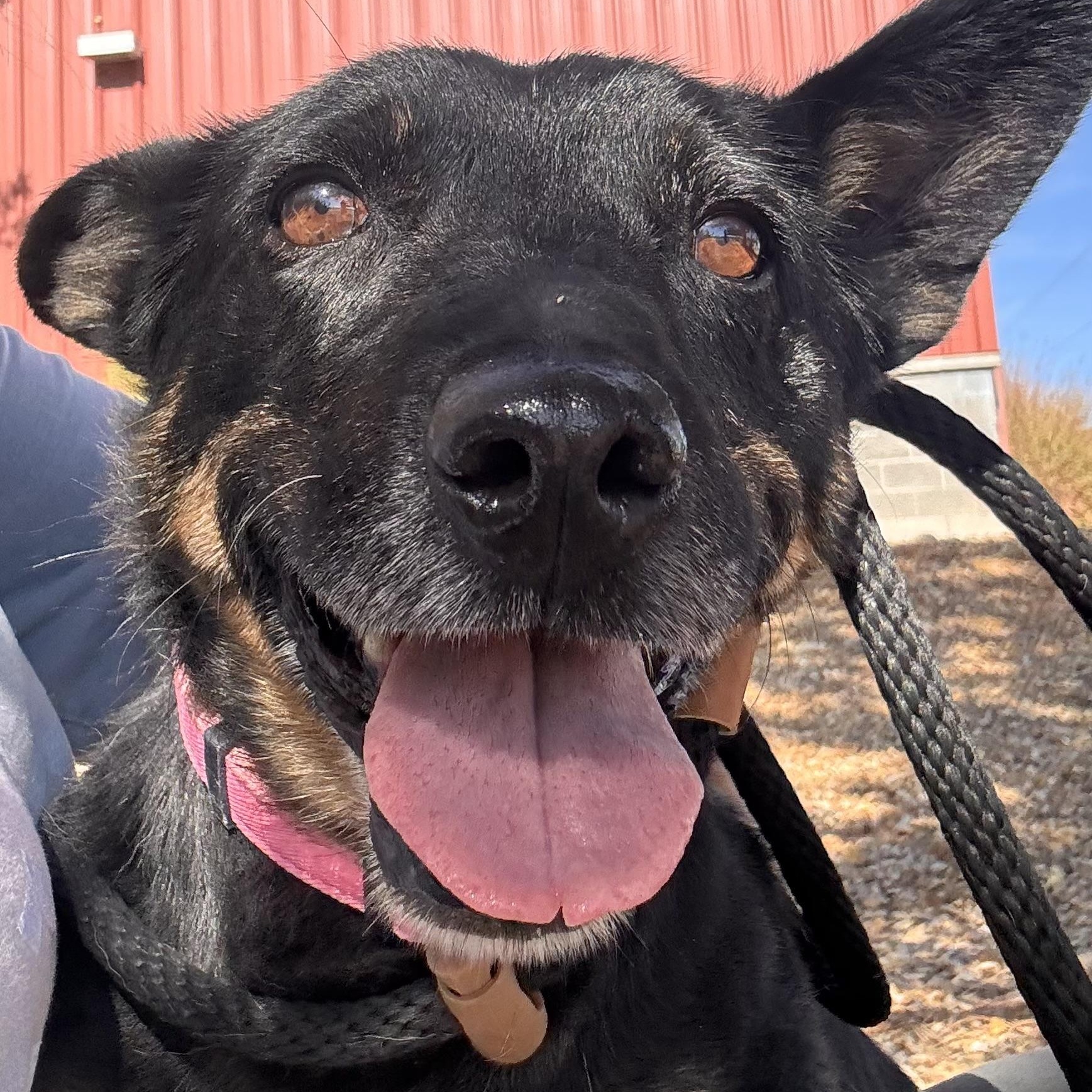 Trudy, Adoptable, Senior Female Australian Cattle Dog / Blue Heeler.