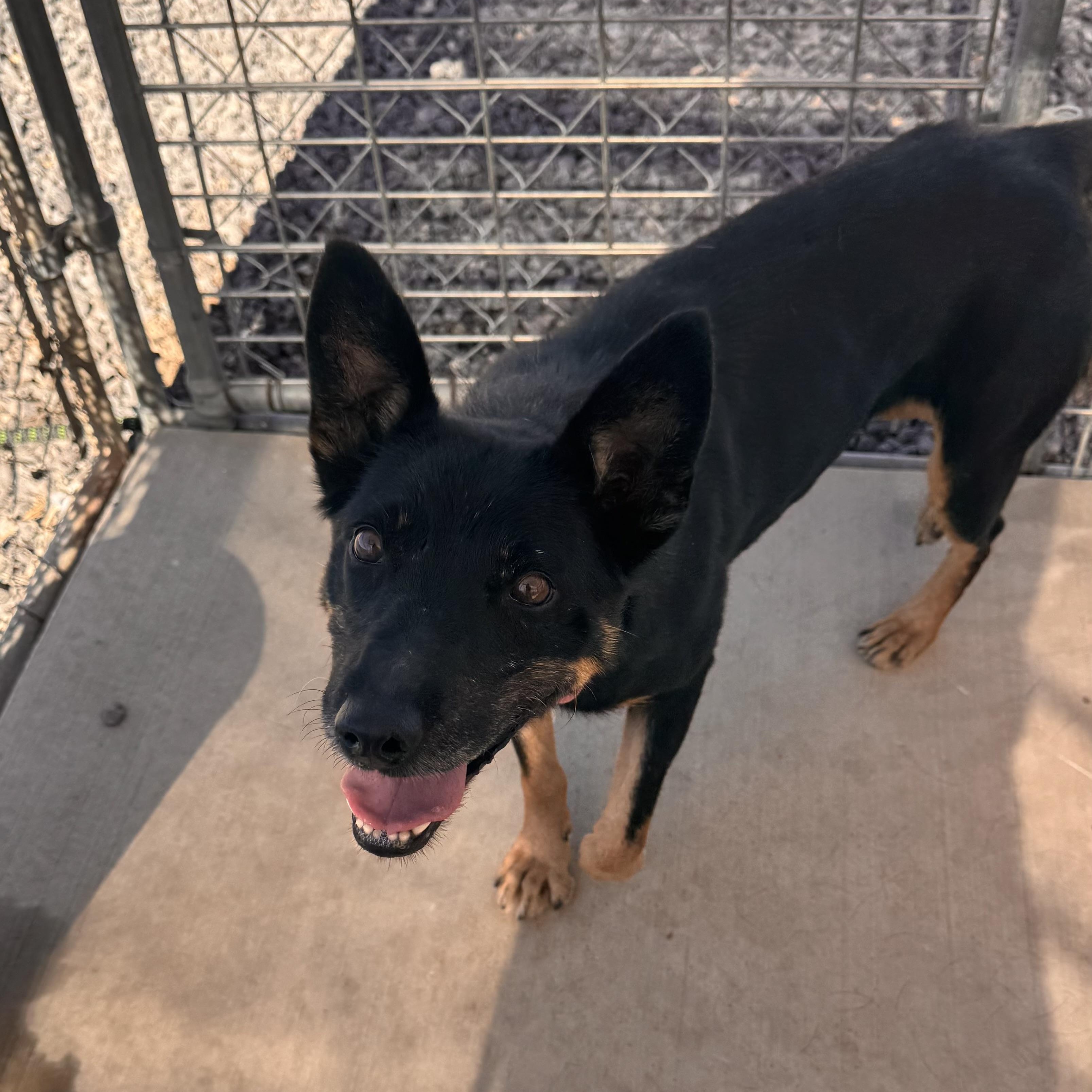 Enlarge Trudy, a Adoptable mixed breed in Prineville, OR image 3/4