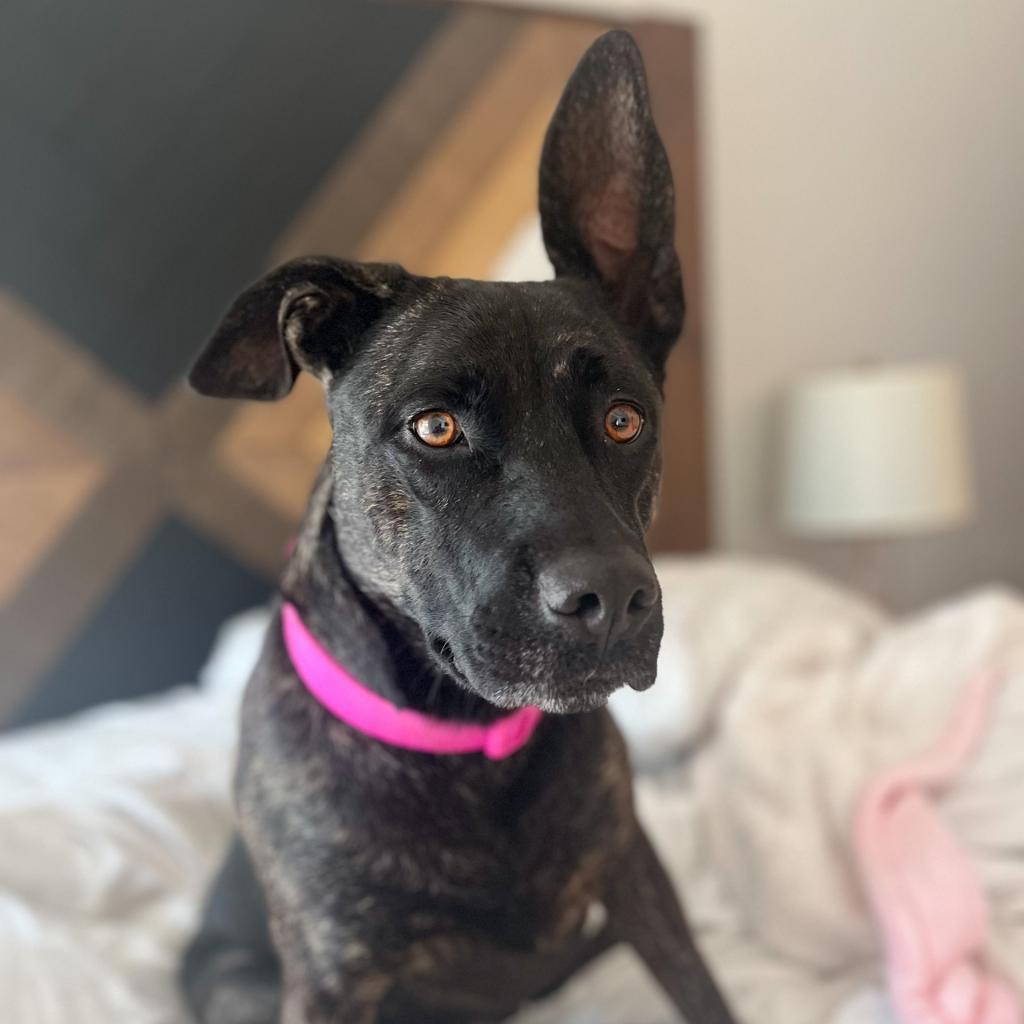 August, Adoptable, Adult Female Labrador Retriever & Boxer.