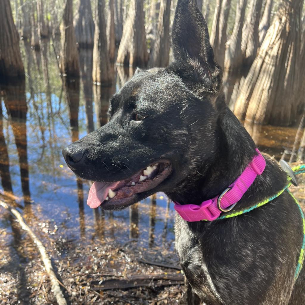 August, a Adoptable mixed breed in Freeport, FL image 2/6