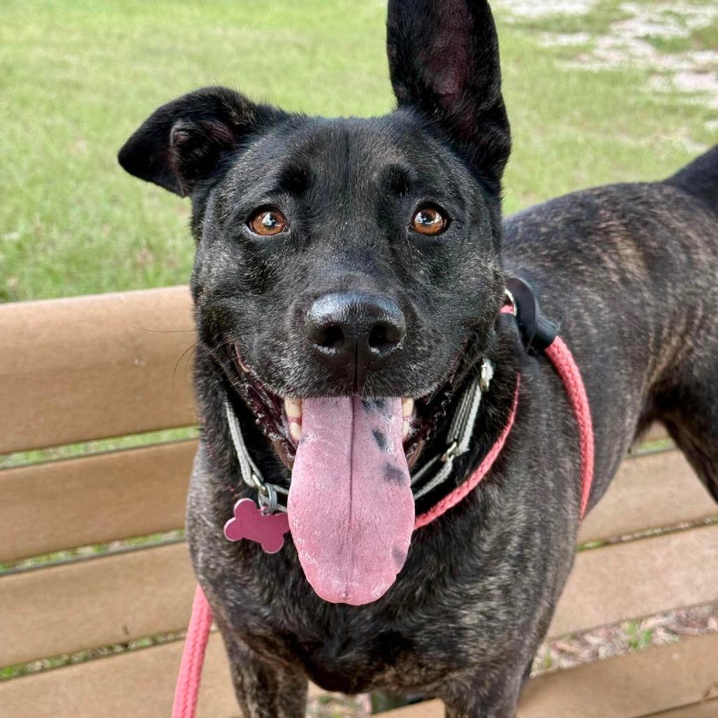 August, a Adoptable mixed breed in Freeport, FL image 4/6