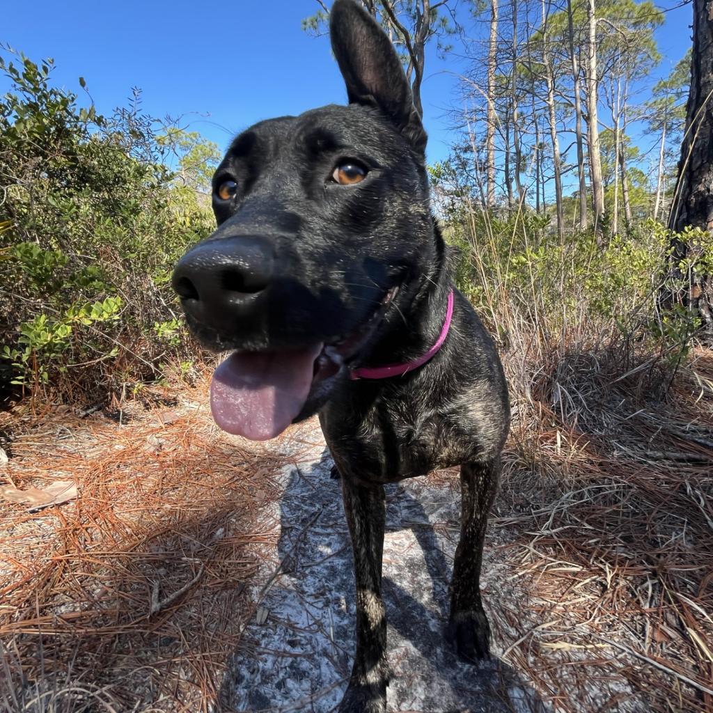 August, a Adoptable mixed breed in Freeport, FL image 4/6