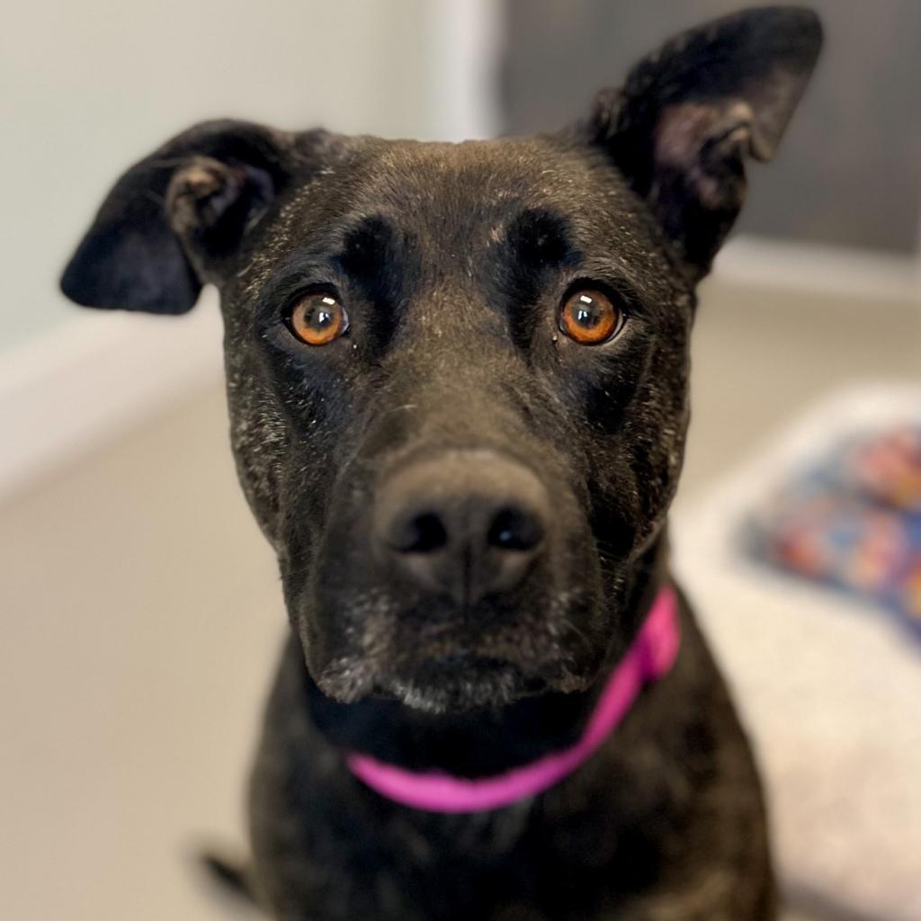 August, a Adoptable mixed breed in Freeport, FL image 5/6
