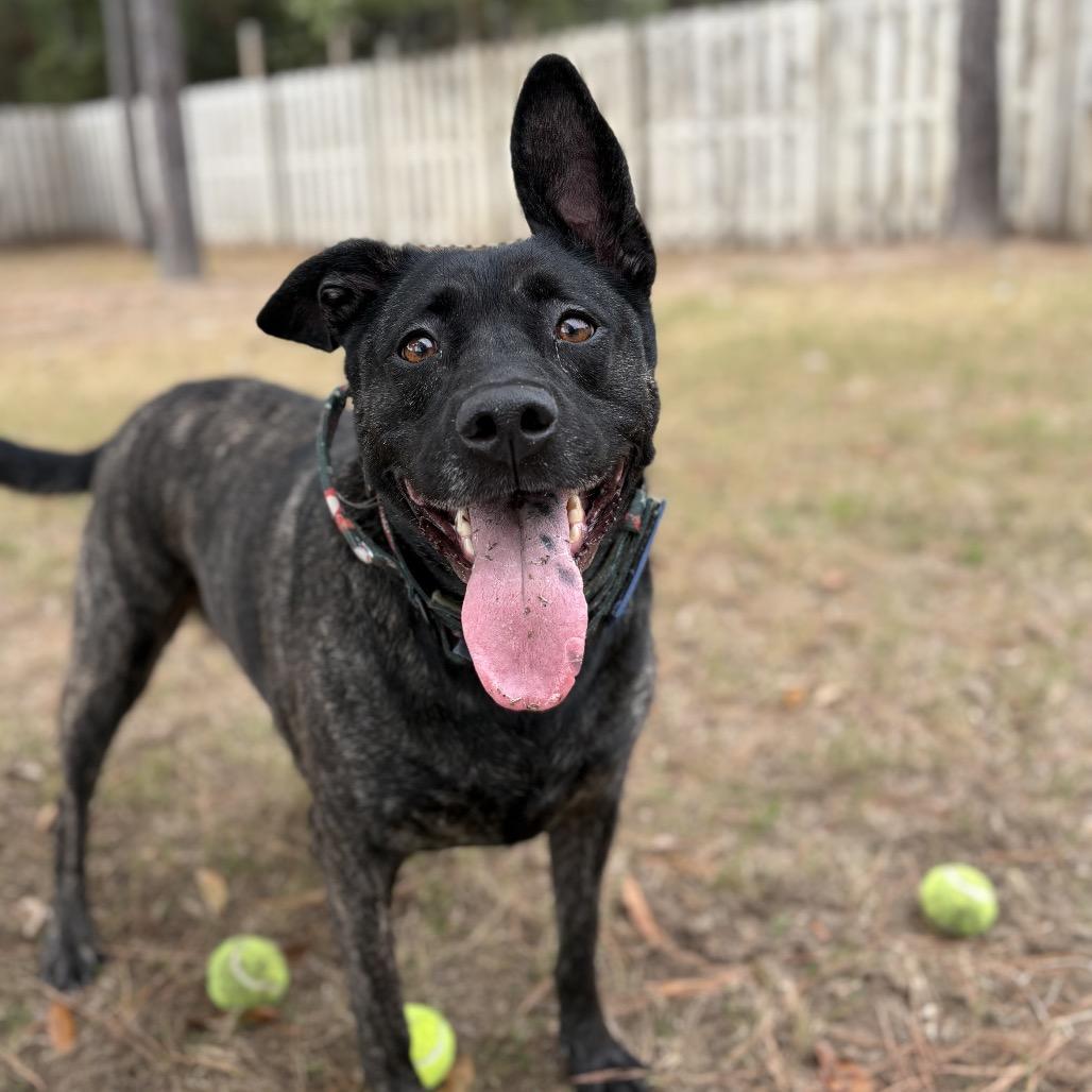 August, a Adoptable mixed breed in Freeport, FL image 6/6
