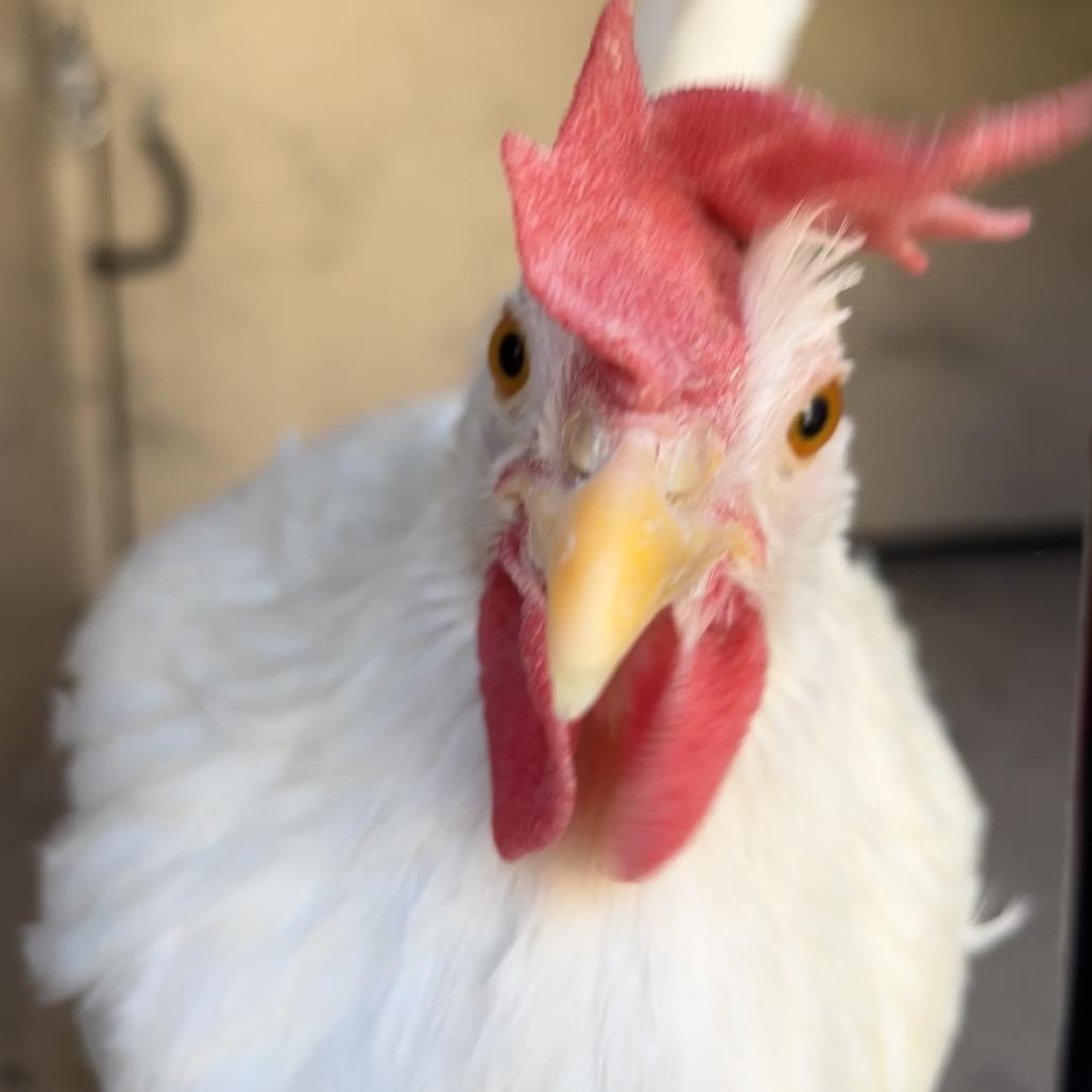 Henrietta, Adoptable, Young Female Chicken.