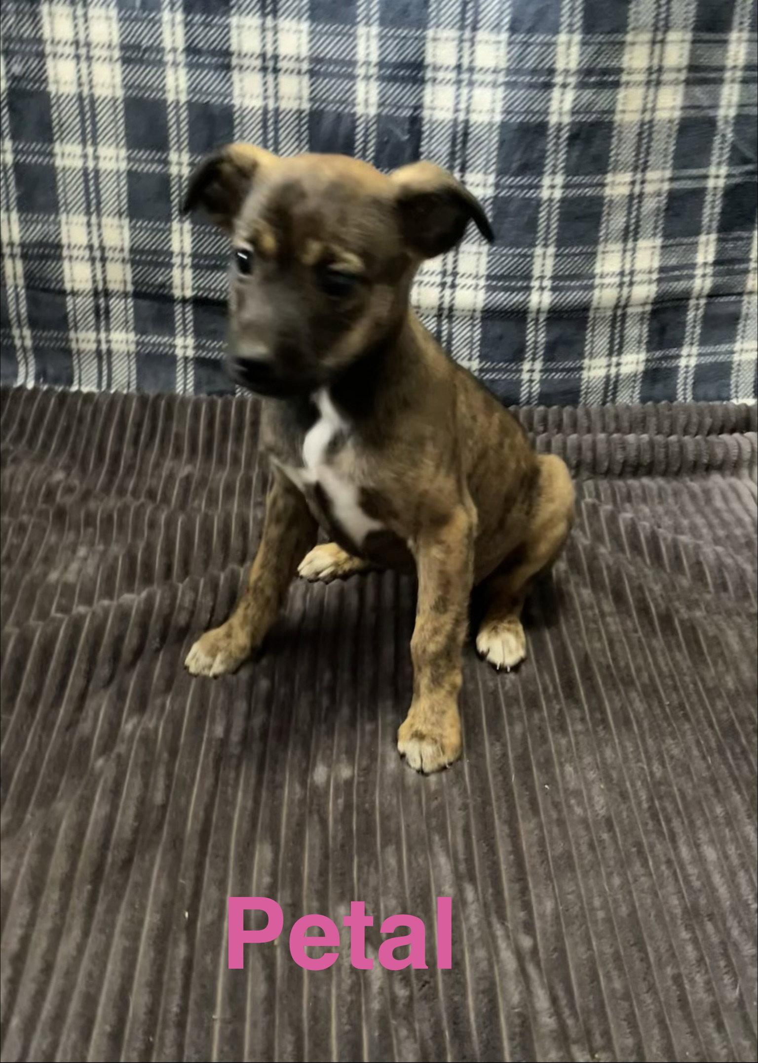 Enlarge Petal, a Adoptable Terrier in Topeka, KS image 1/1