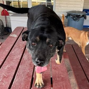 Enlarge LUCKY, a Adoptable mixed breed in Bloomsburg, PA image 5/5