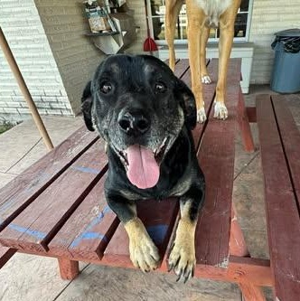 Enlarge LUCKY, a Adoptable mixed breed in Bloomsburg, PA image 4/5