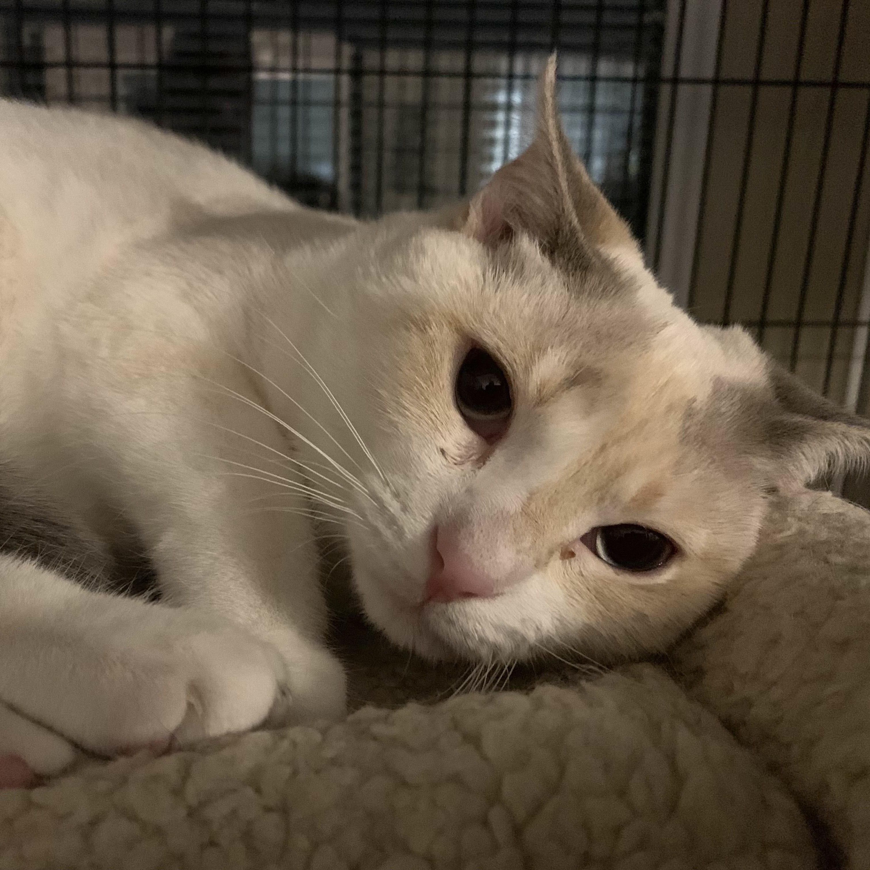 Kora & Karma - BONDED, ADOPTABLE, Young Female Domestic Short Hair.