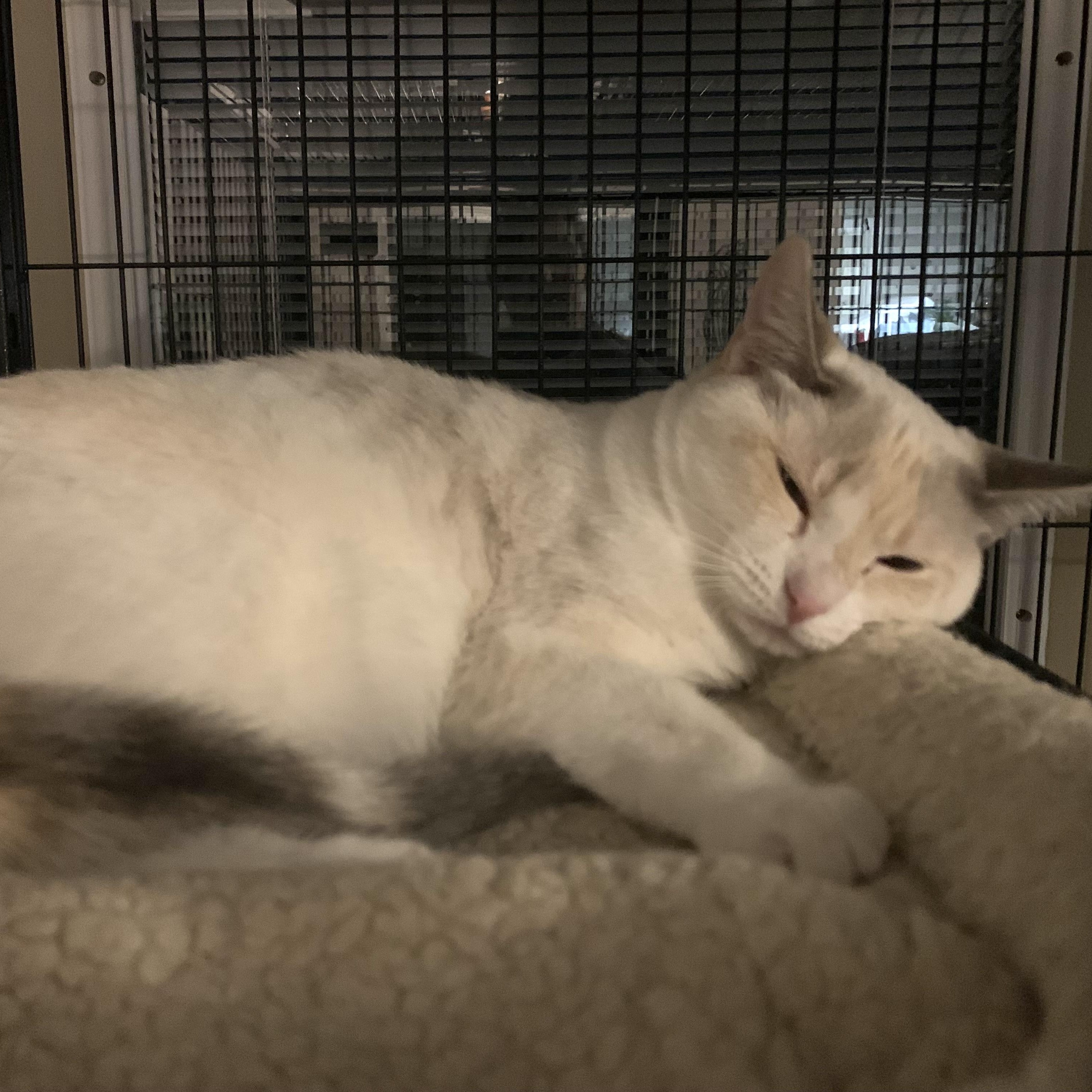 Enlarge Kora & Karma - BONDED, a ADOPTABLE mixed breed in Shelby Township, MI image 4/4