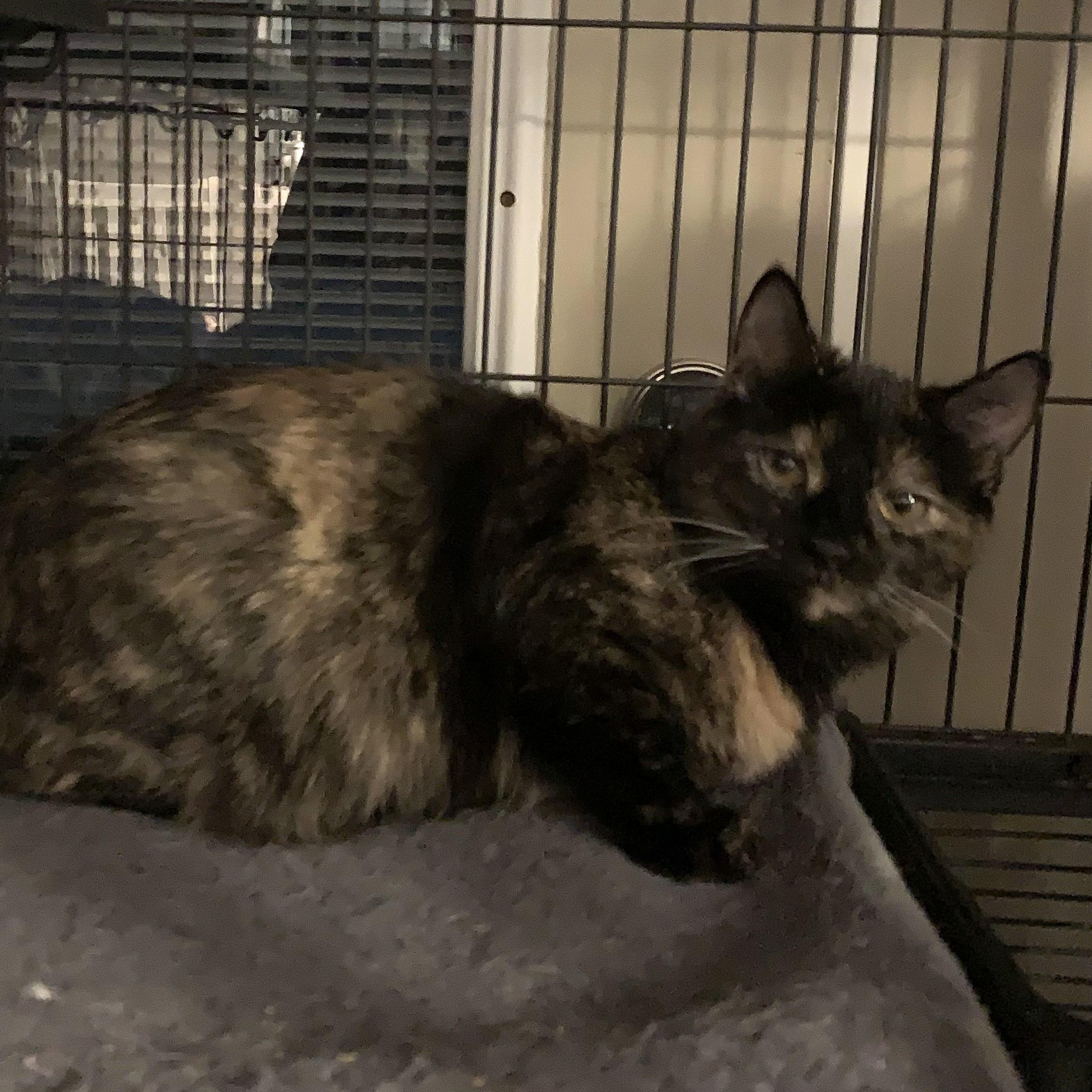 Kora & Karma - BONDED, ADOPTABLE, Young Female Domestic Short Hair.