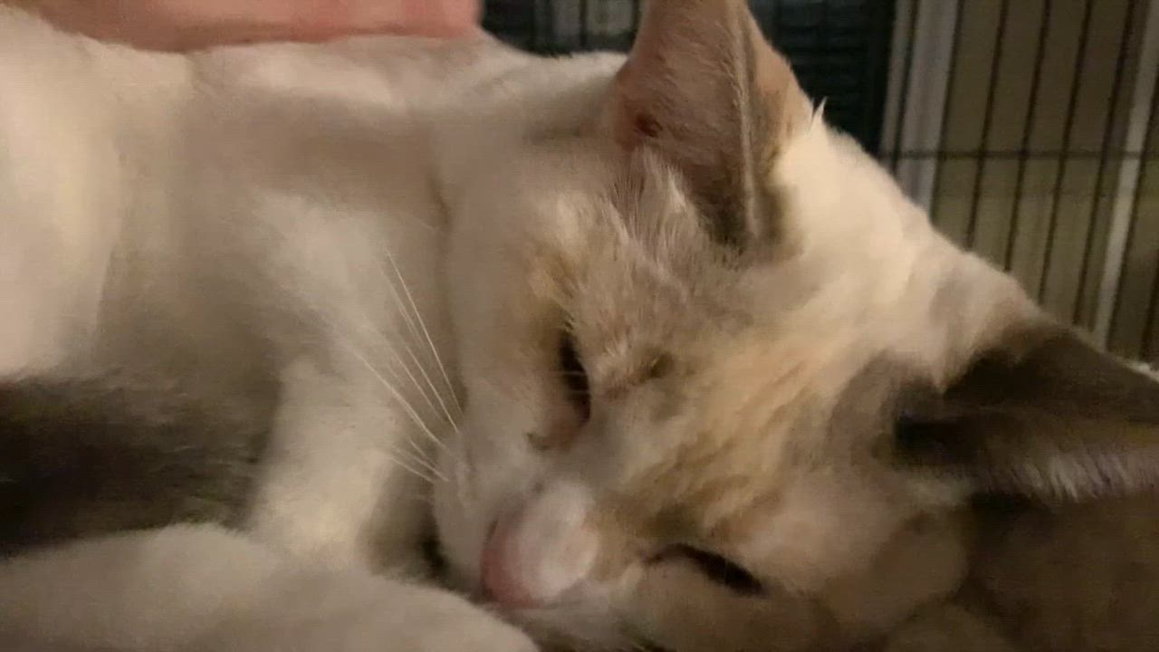 Enlarge Kora & Karma - BONDED, a ADOPTABLE mixed breed in Shelby Township, MI video 2/4