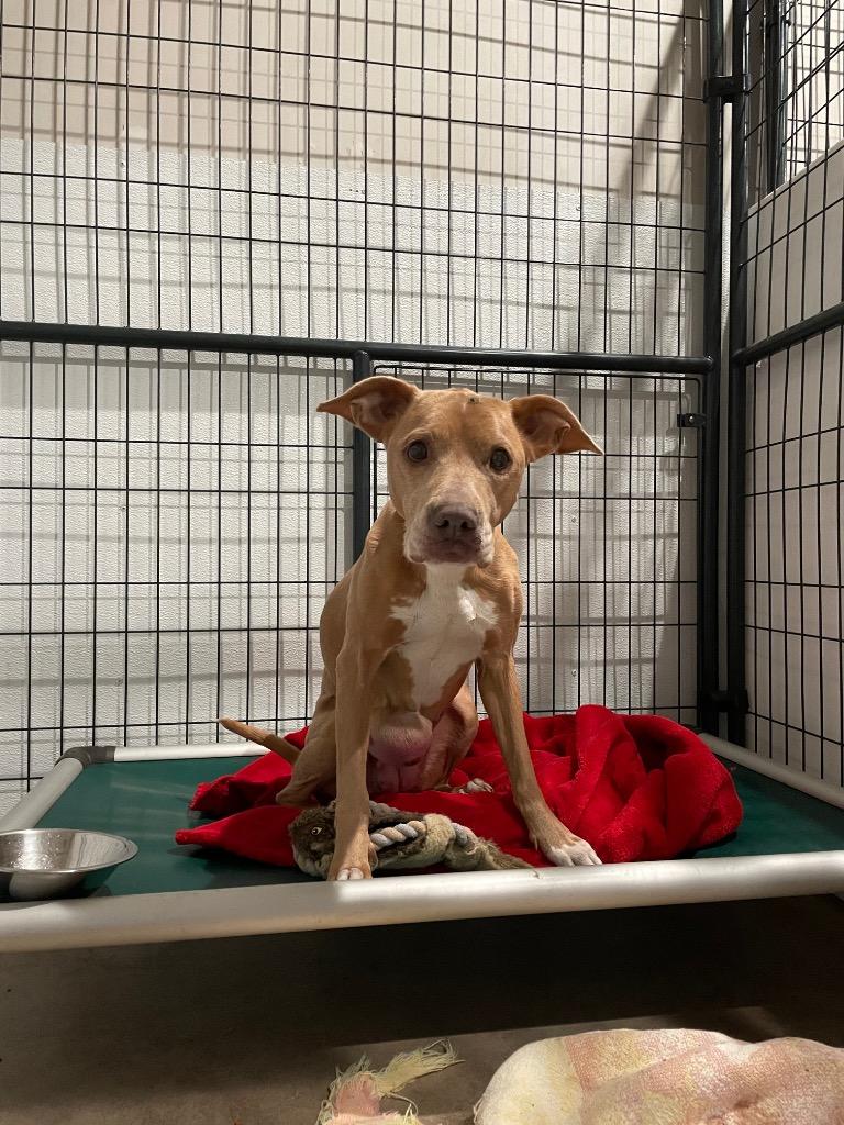 Sadie, Adoptable, Senior Female Hound & Terrier.