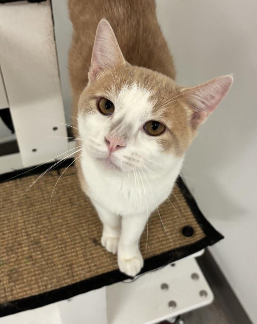 Enlarge Dutch Oven, a Adoptable Domestic Short Hair in Iowa City, IA image 1/2