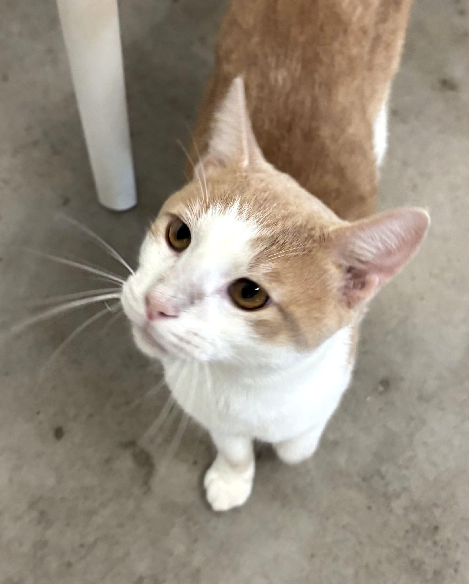 Enlarge Dutch Oven, a Adoptable Domestic Short Hair in Iowa City, IA image 2/2