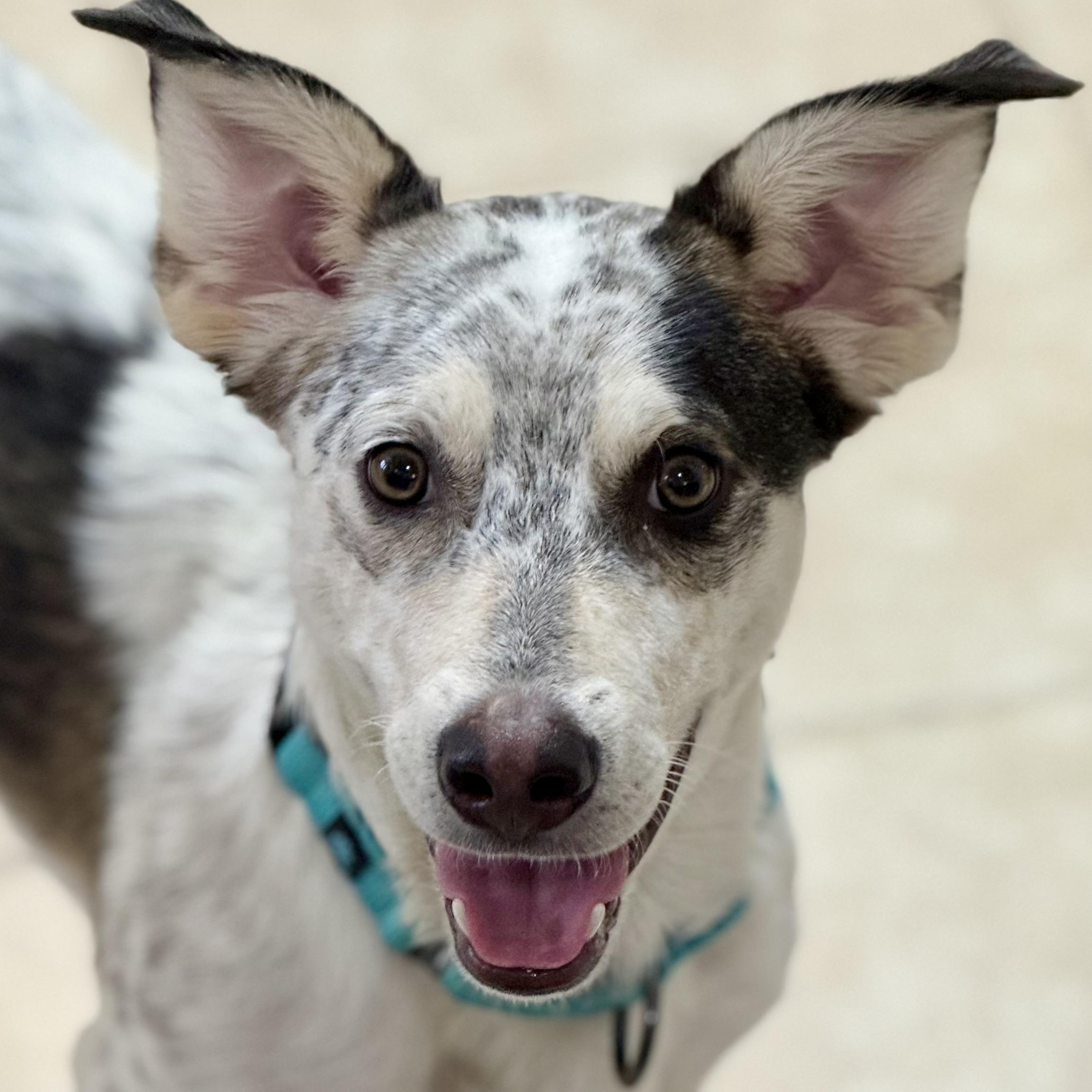 Enlarge Marshall, a Adopted mixed breed in Gallatin, TN image 1/4