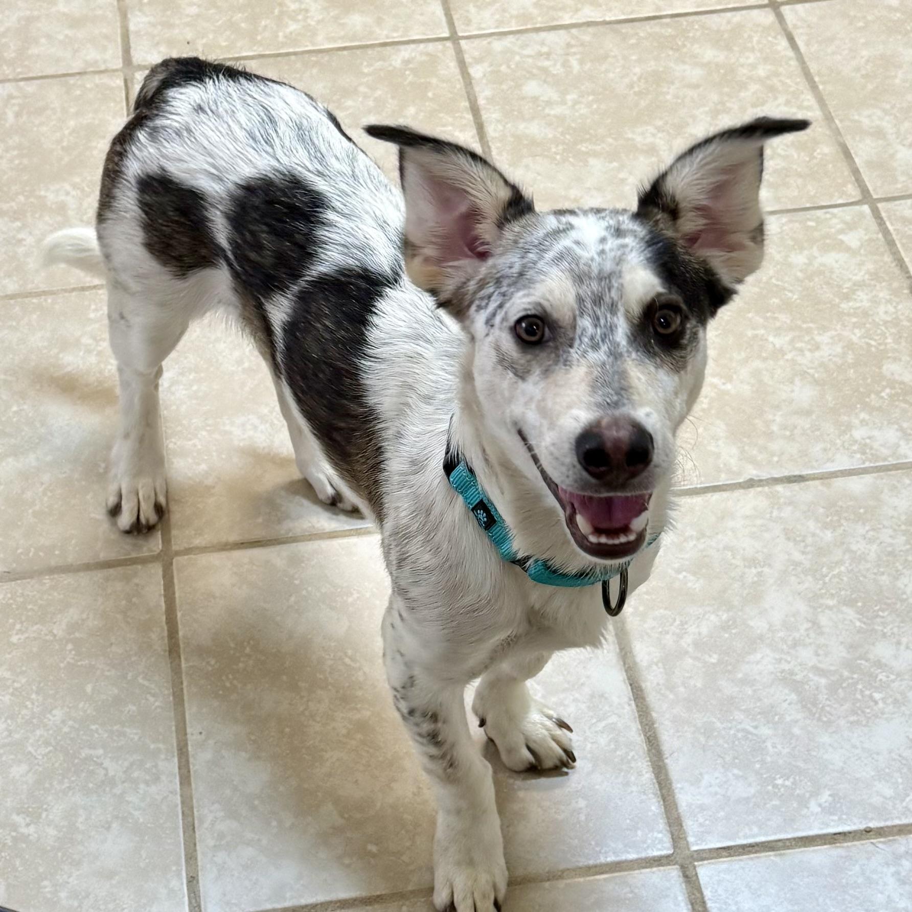 Enlarge Marshall, a Adopted mixed breed in Gallatin, TN image 2/4