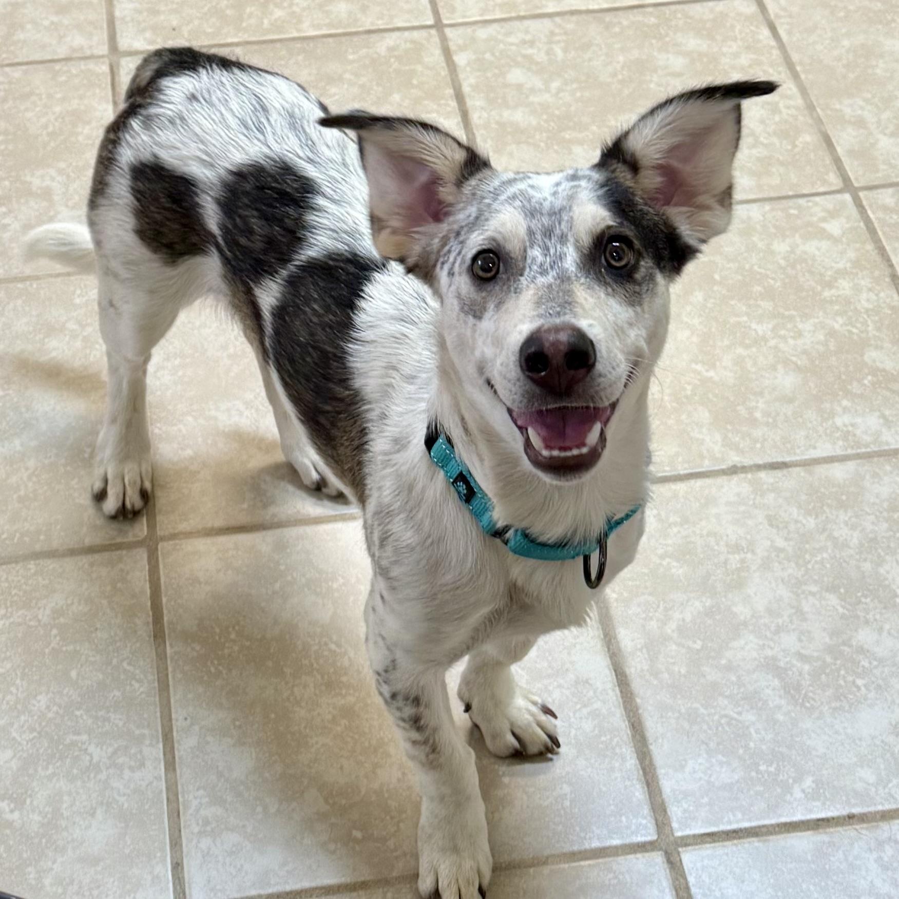 Marshall thumbnail 3